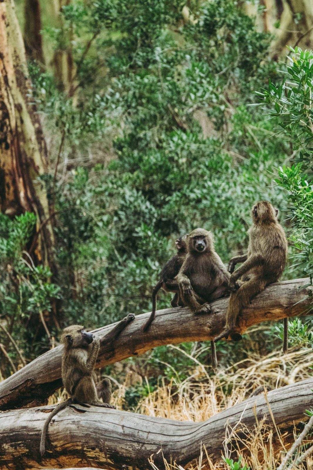 Africa Tanzania Lake Manyara monkey baboon 4631