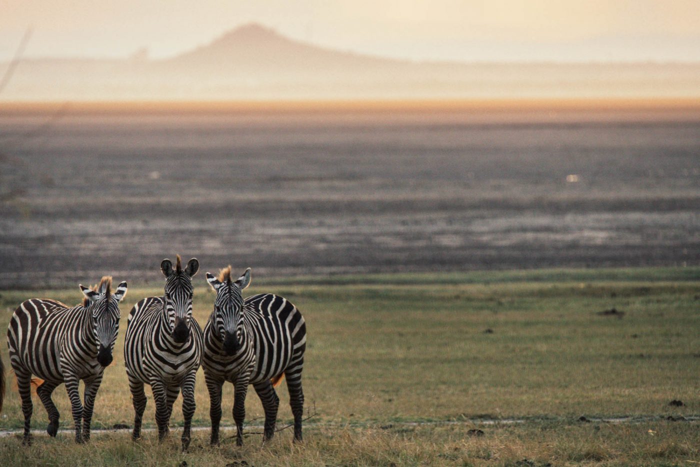 Africa Tanzania Lake Manyara zebra sunrise 4340 e1529032162214
