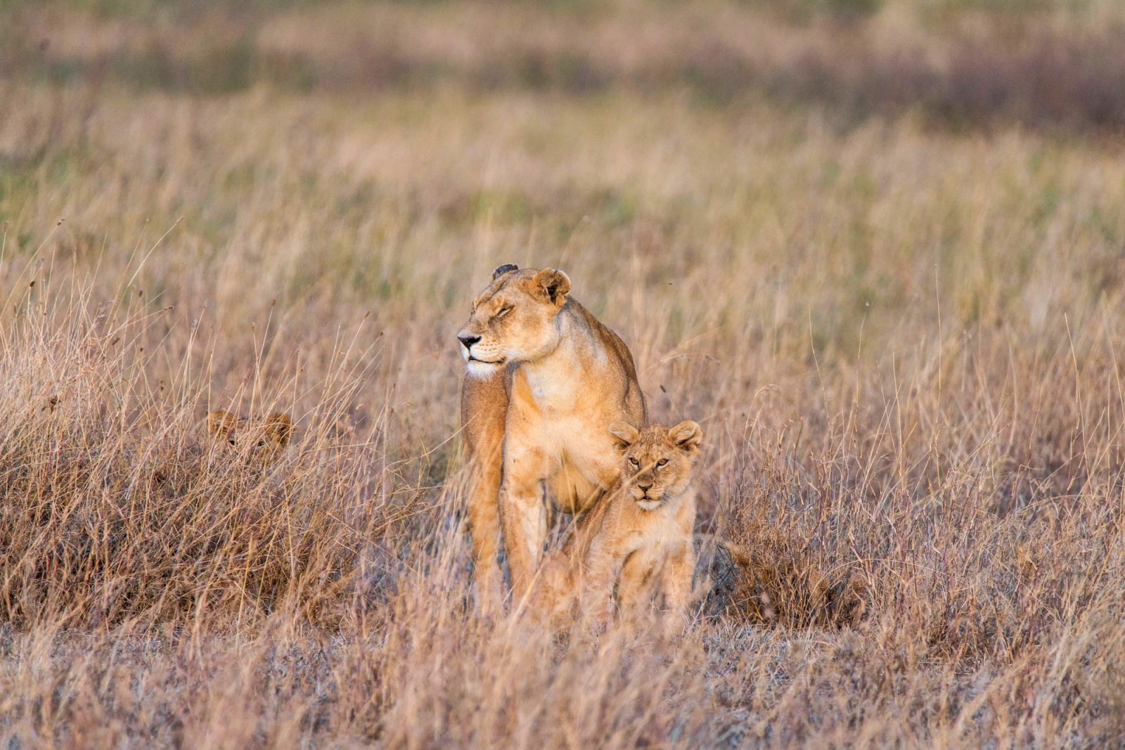 Africa Tanzania Lemala Ewanjan Serengeti 05530