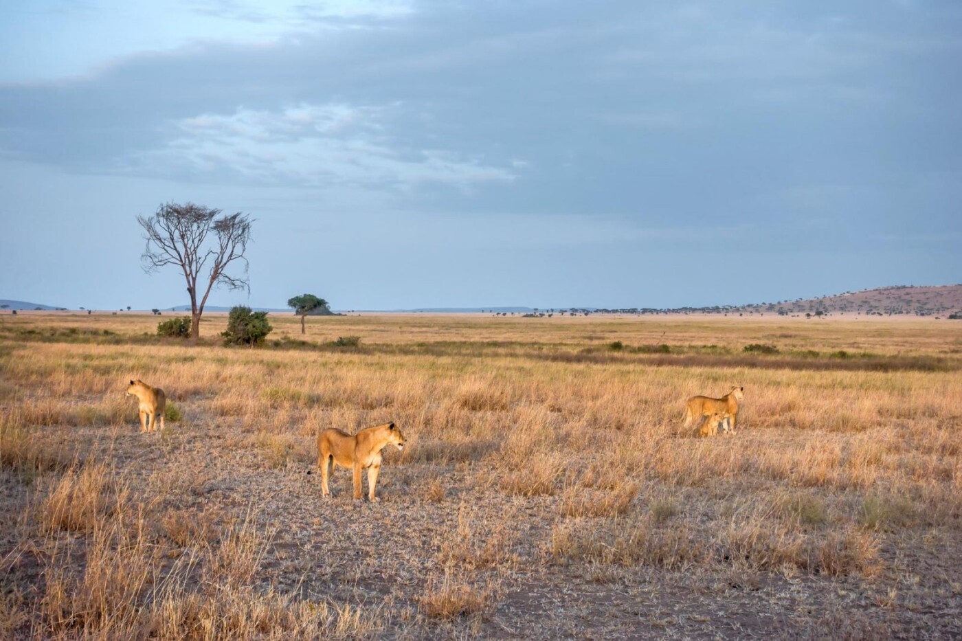 Africa Tanzania Lemala Ewanjan Serengeti 05661