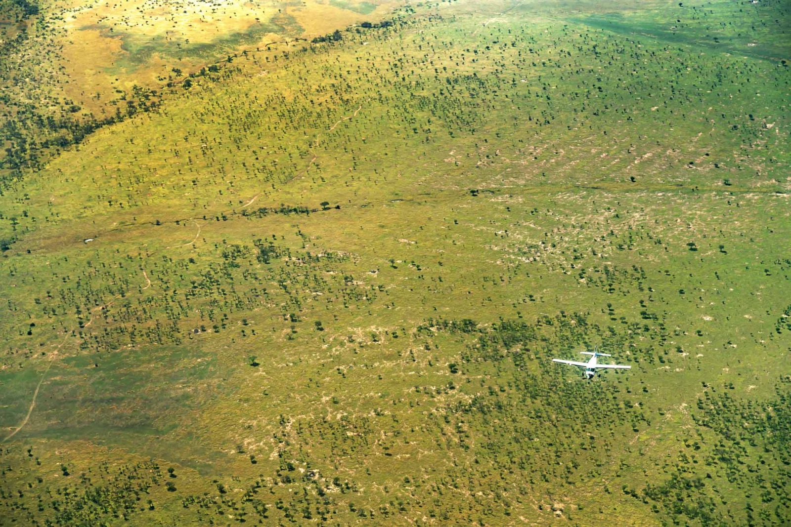 Wildebeest migration in the Serengeti