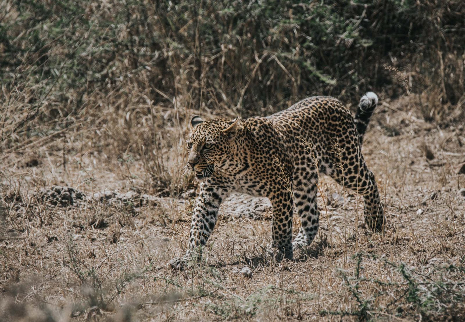 Africa Tanzania Lemala Ewanjan leopard 05973