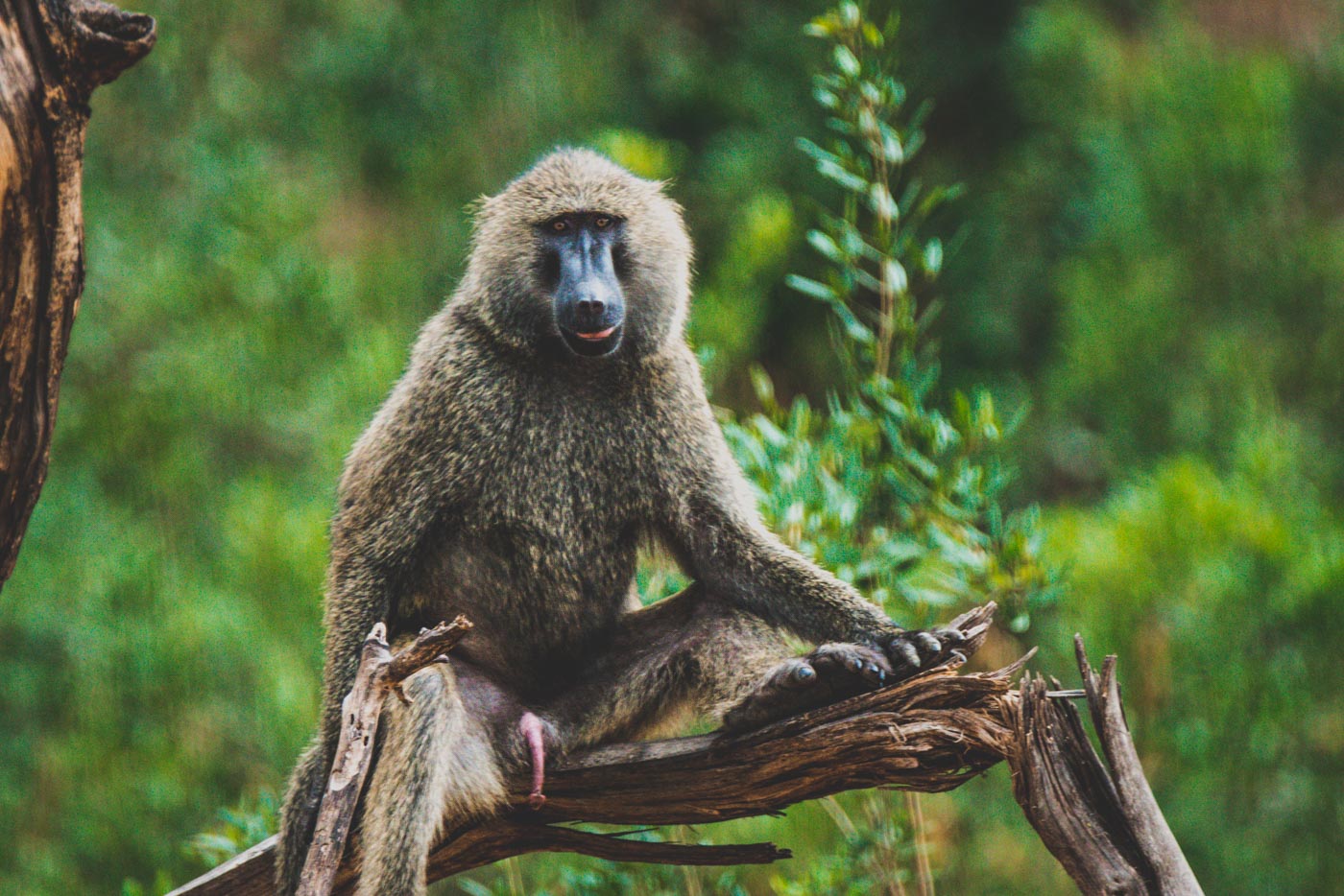 Africa Tanzania Manyara baboon 4638