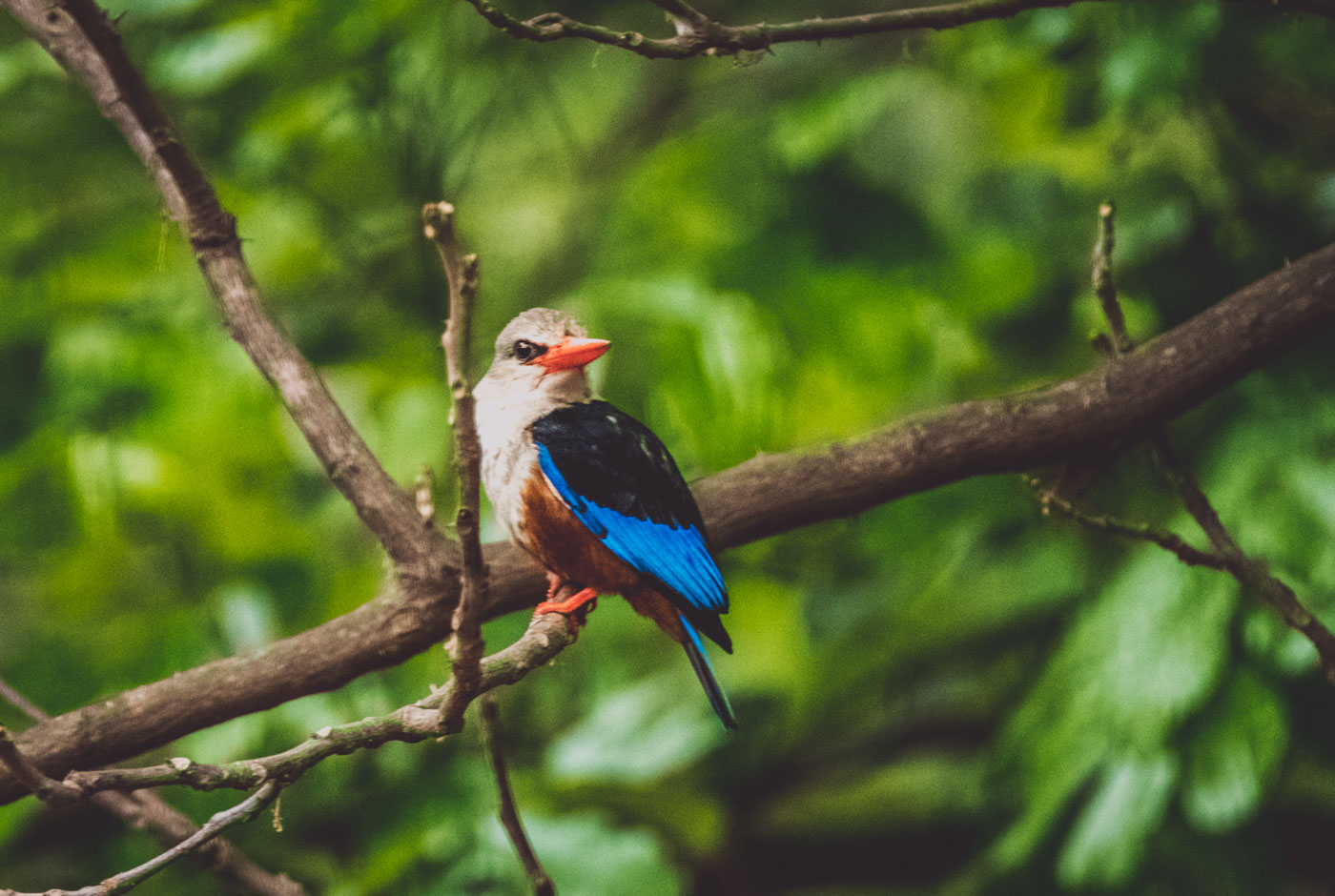 Bird species spotted in Lake Manyara