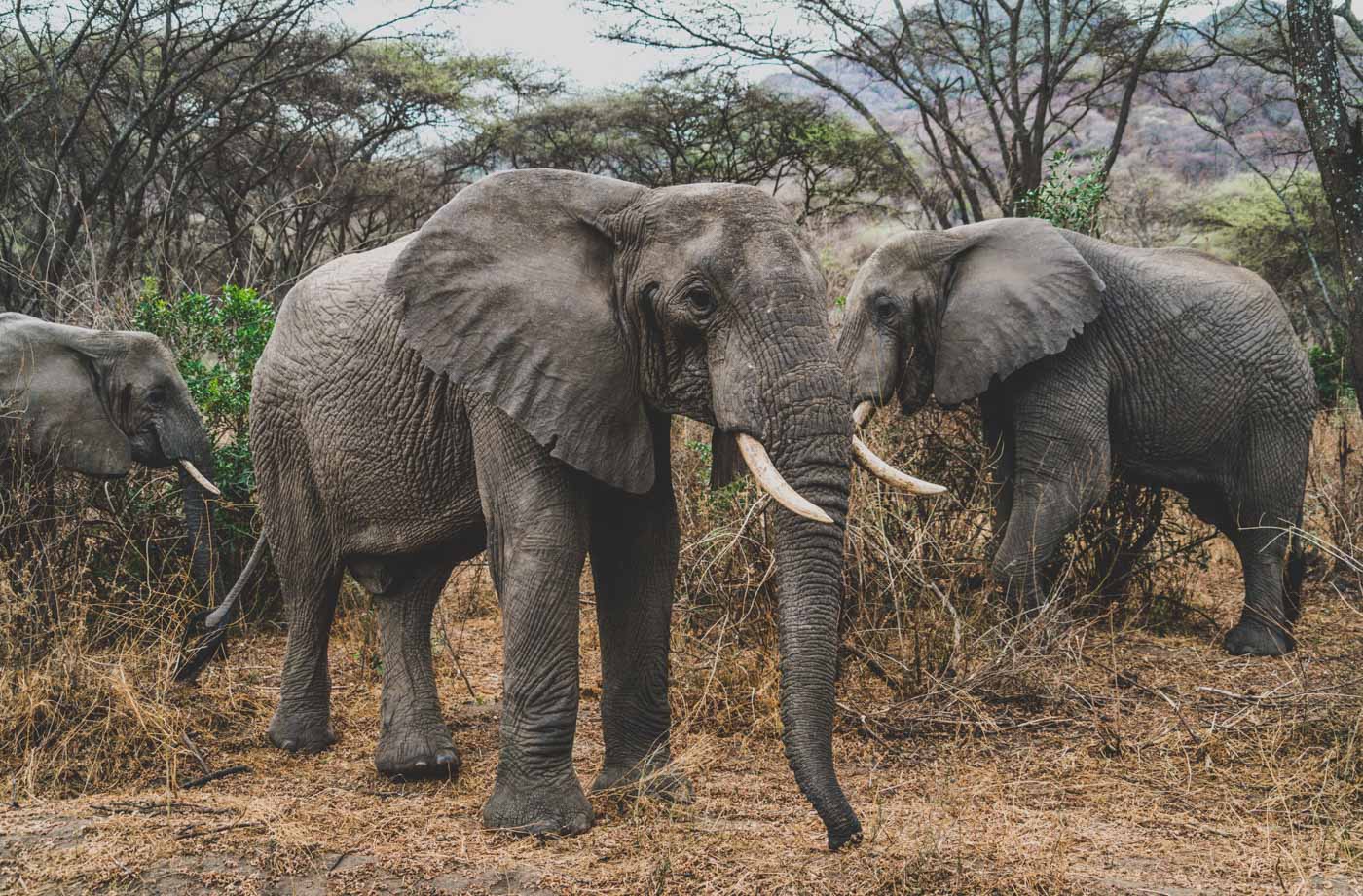 Africa Tanzania Manyara elephants 4259