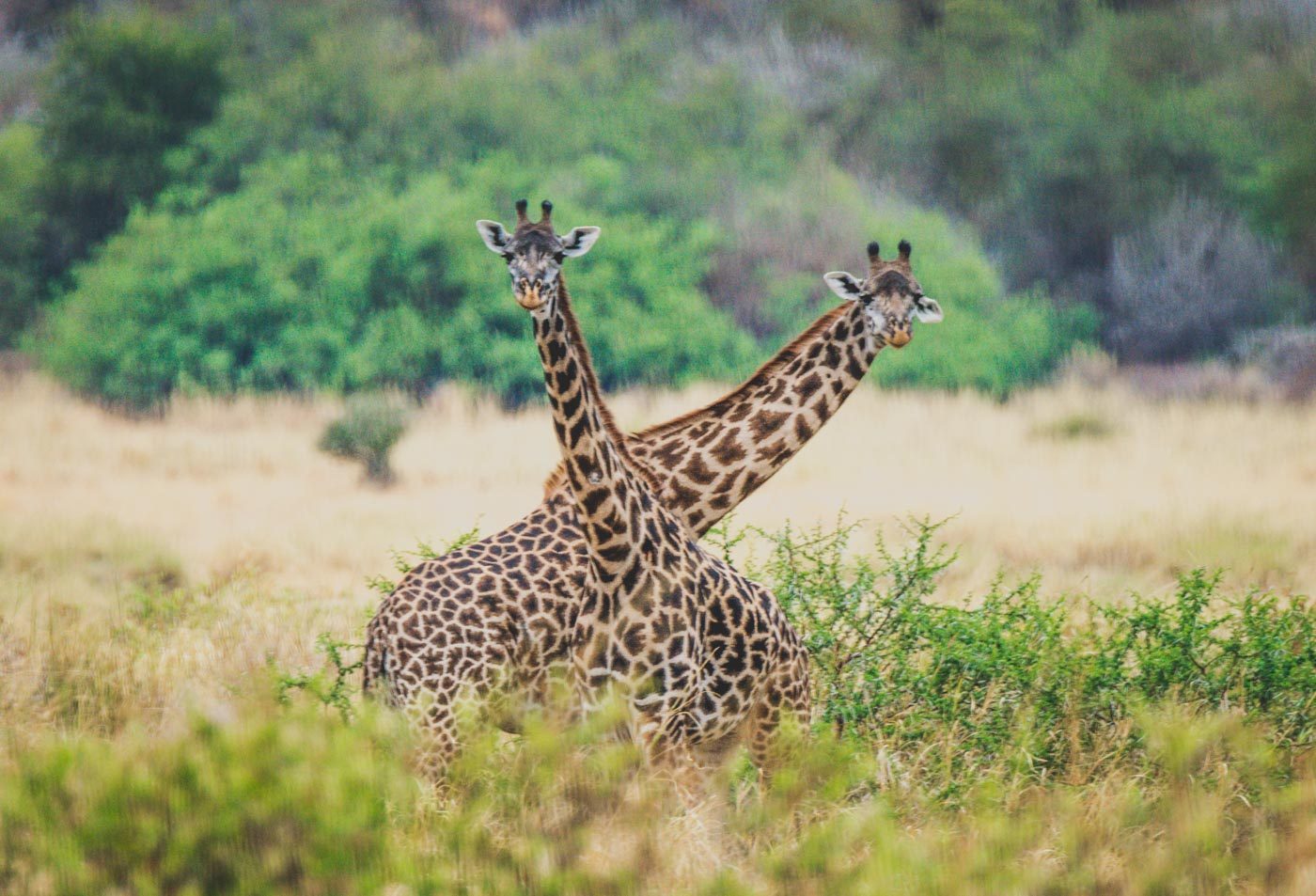 Serengeti Safari giraffes