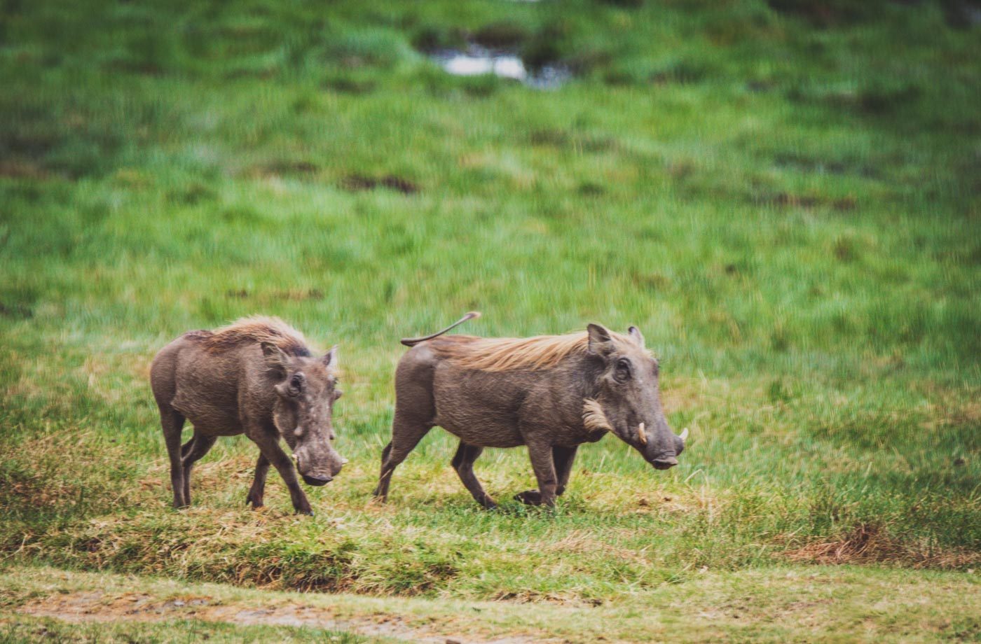 Serengeti safari warthogs