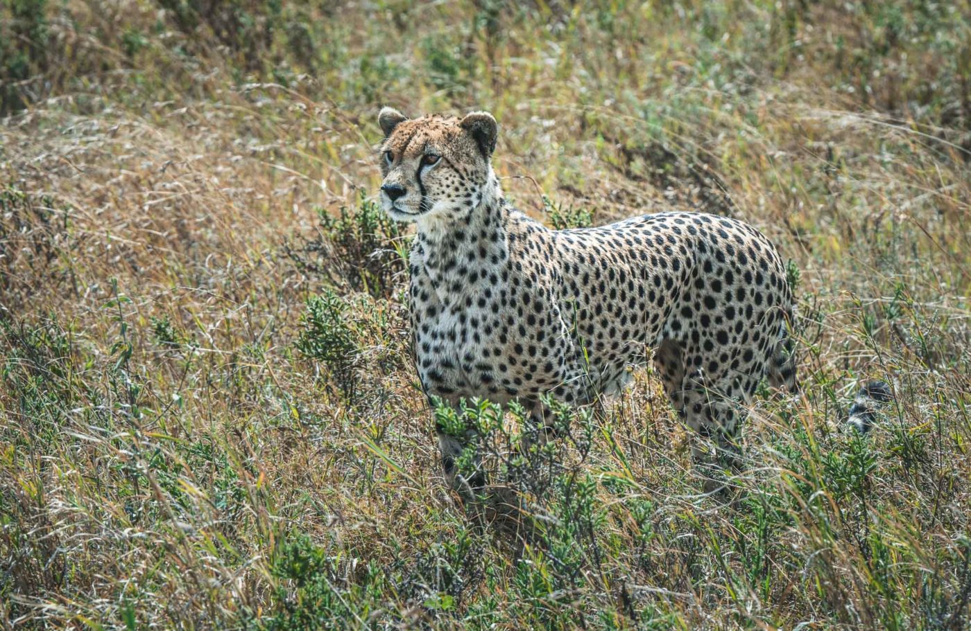 Africa Tanzania Serengeti cheetah 05745