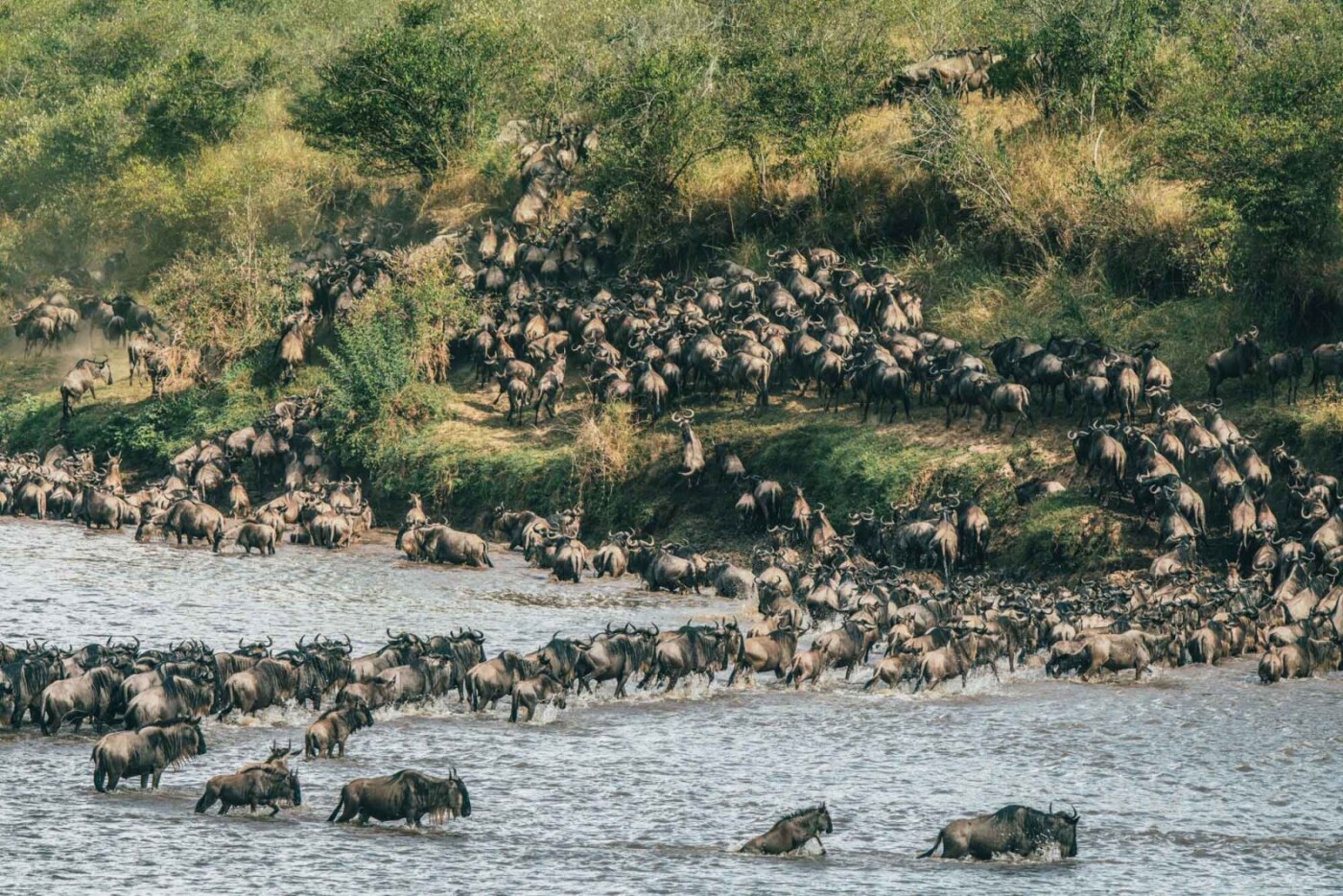 The great wildebeest migration.