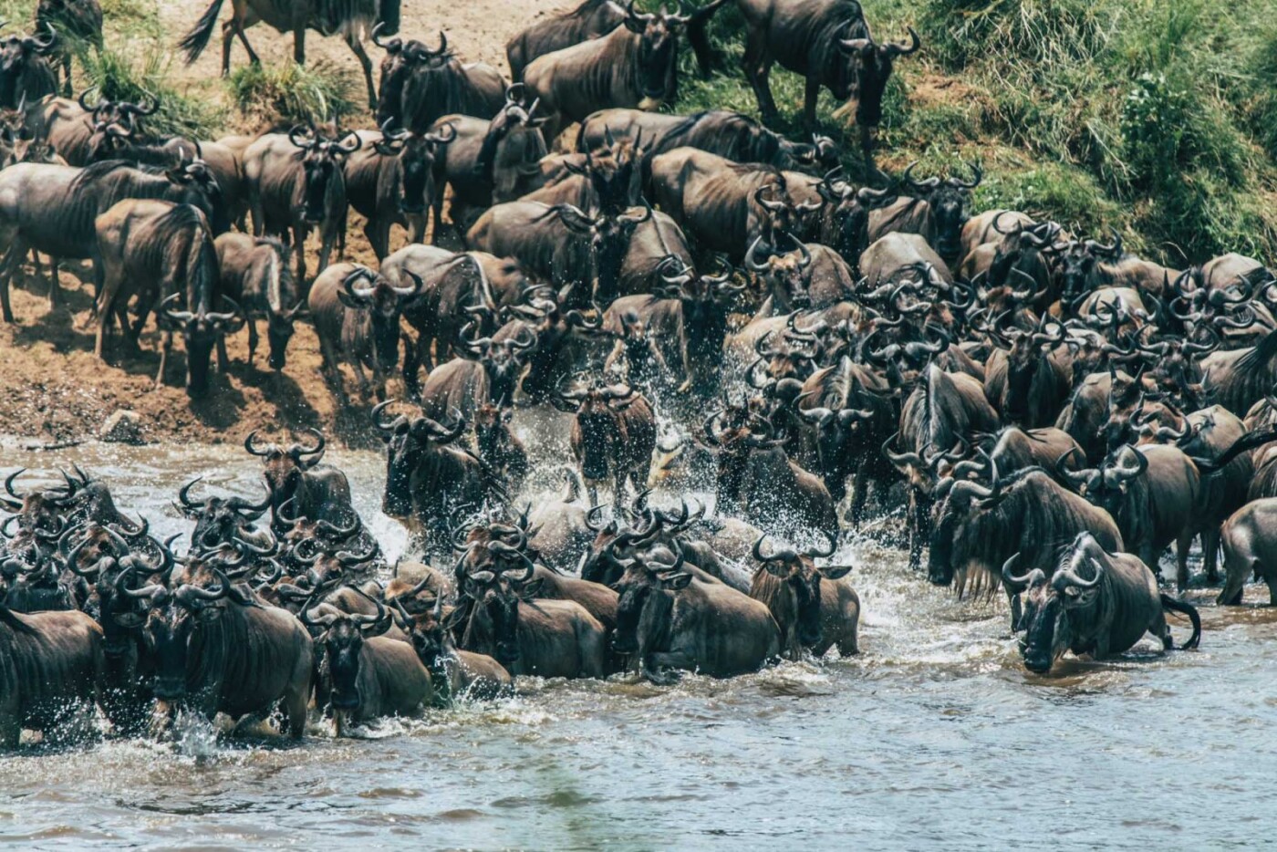 Wildebeest migration in the Serengeti