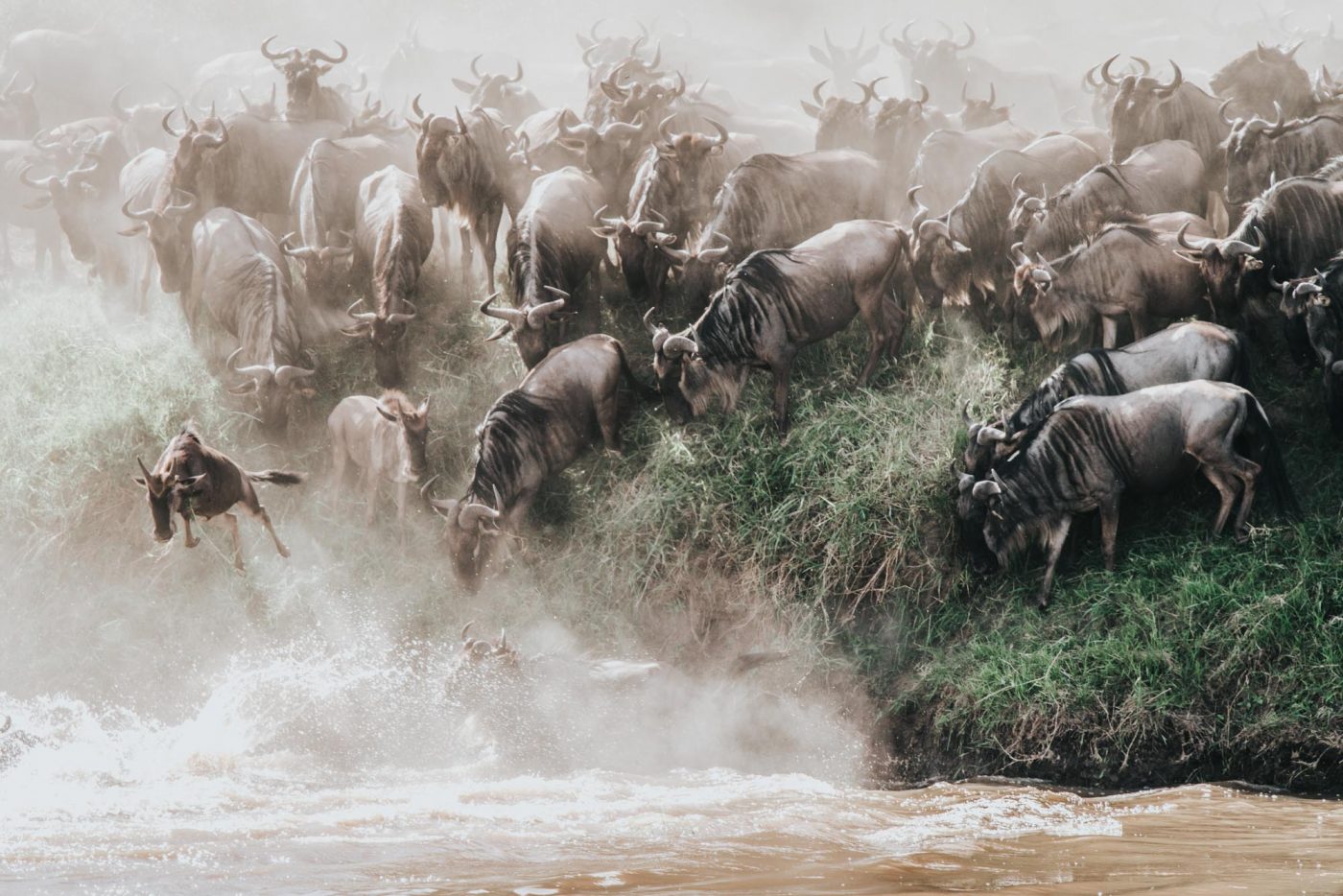 wildebeest migration, Serengeti 
