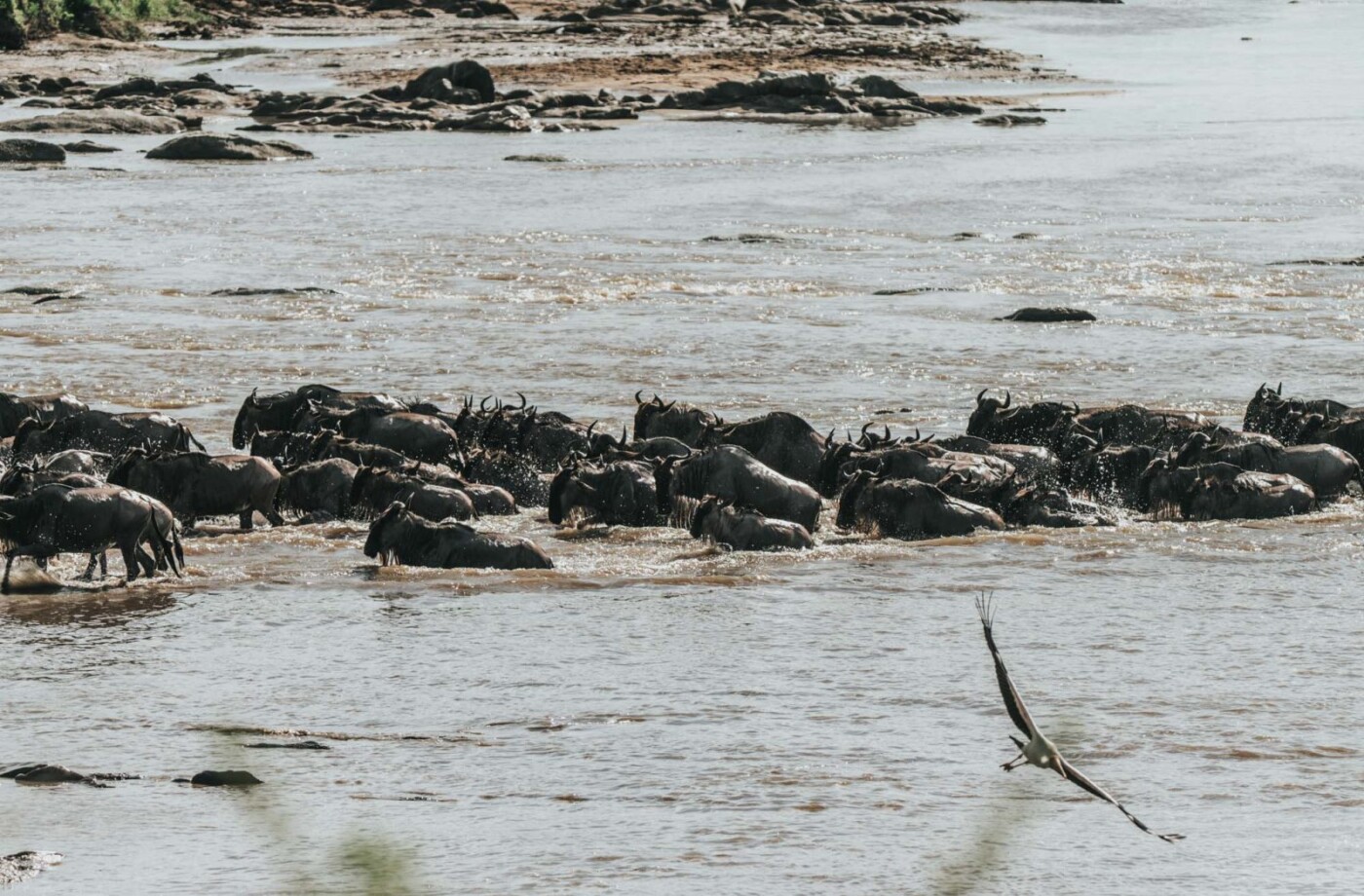 Serengeti Safari, wildebeest