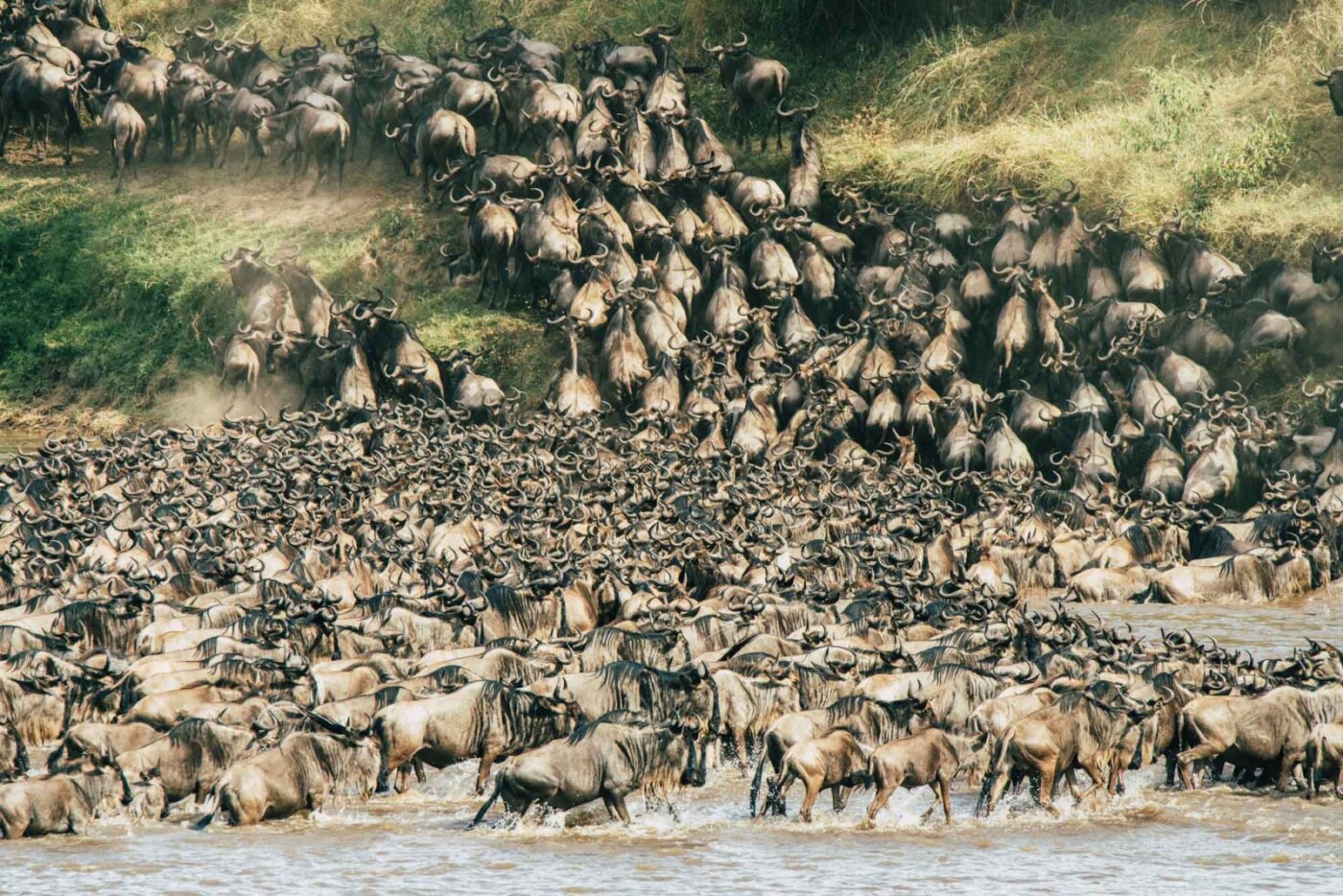 Wildebeest migration in the Serengeti, best place for safari in africa