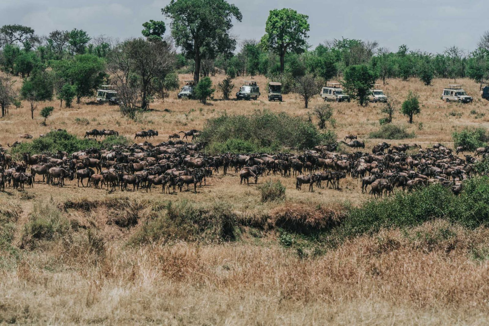 Wildebeest migration in the Serengeti