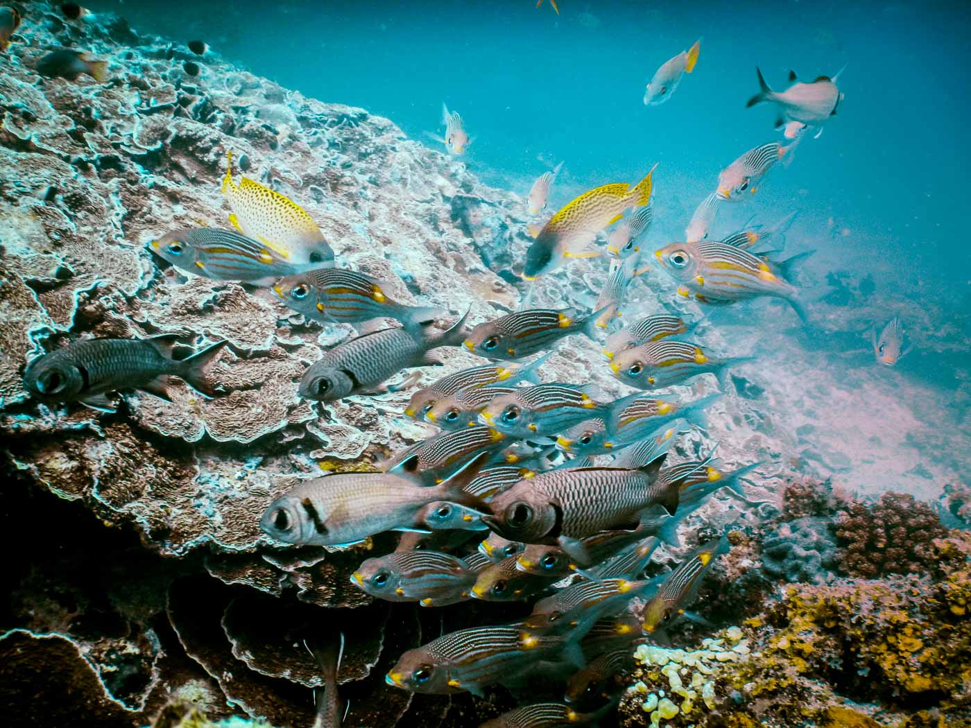 Africa Tanzania Zanzibar diving 4503