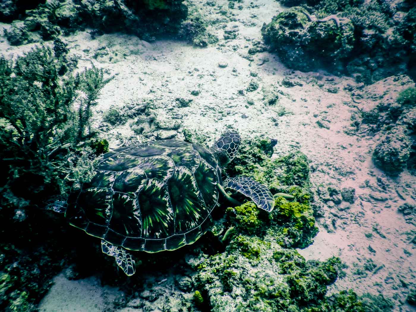 Africa Tanzania Zanzibar diving 4515