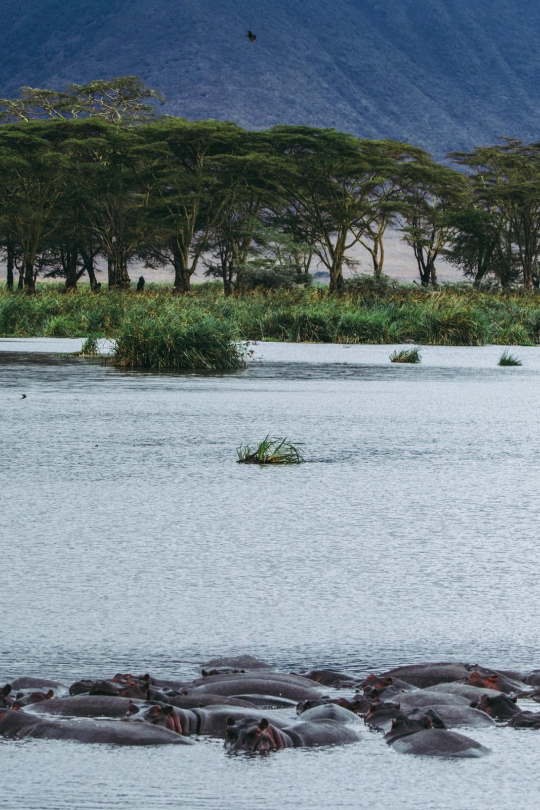 What You Need to Know About a Ngorongoro Safari in Tanzania