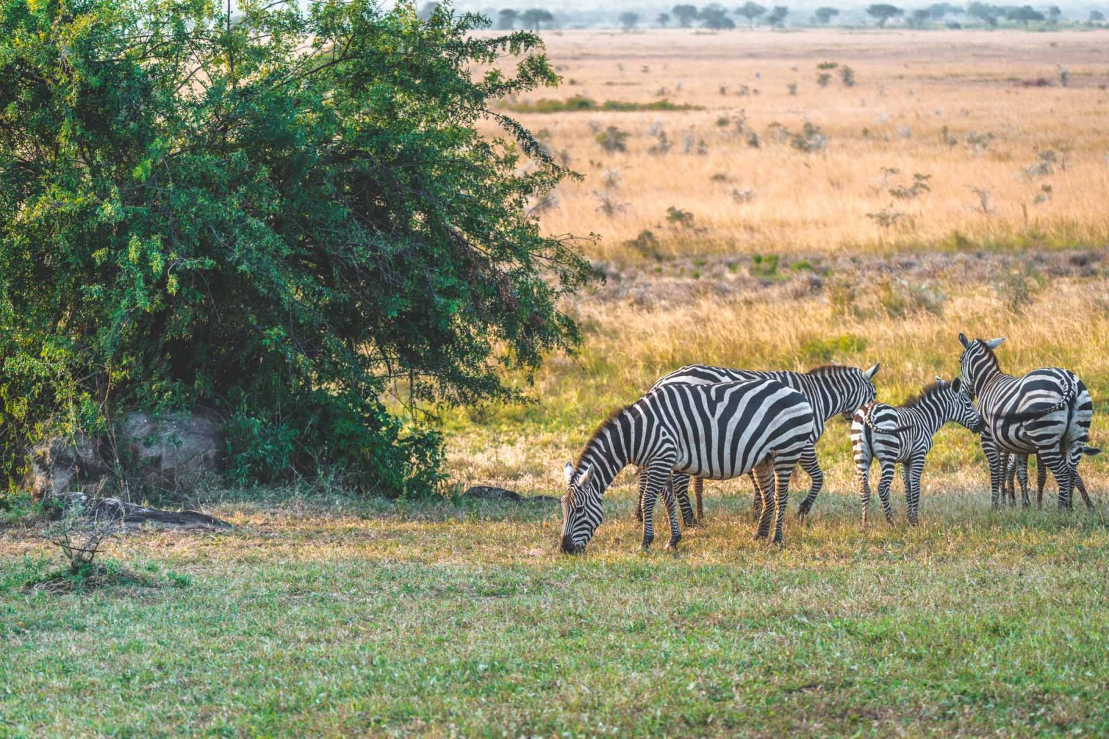 Africa Uganda Apoka Lodge zebras 8758