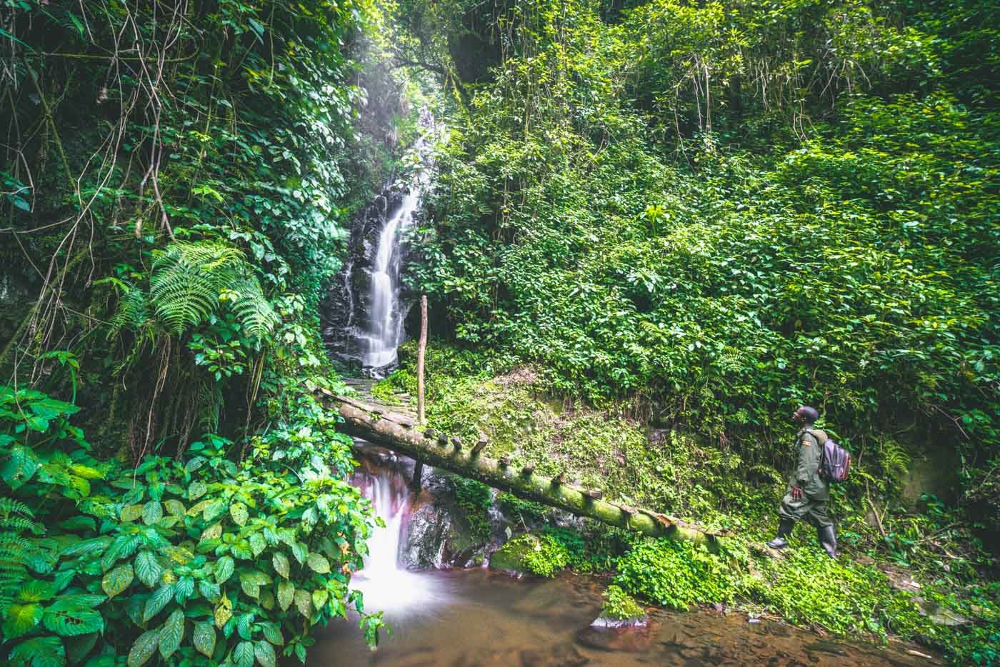 Gorilla Trekking Experience