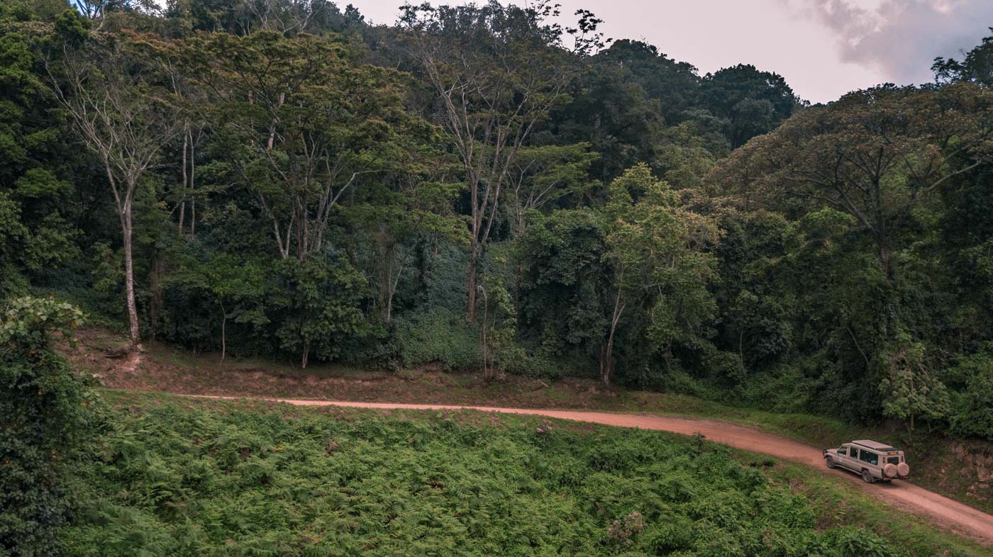 Mountain gorilla tracking Bwindi National Park