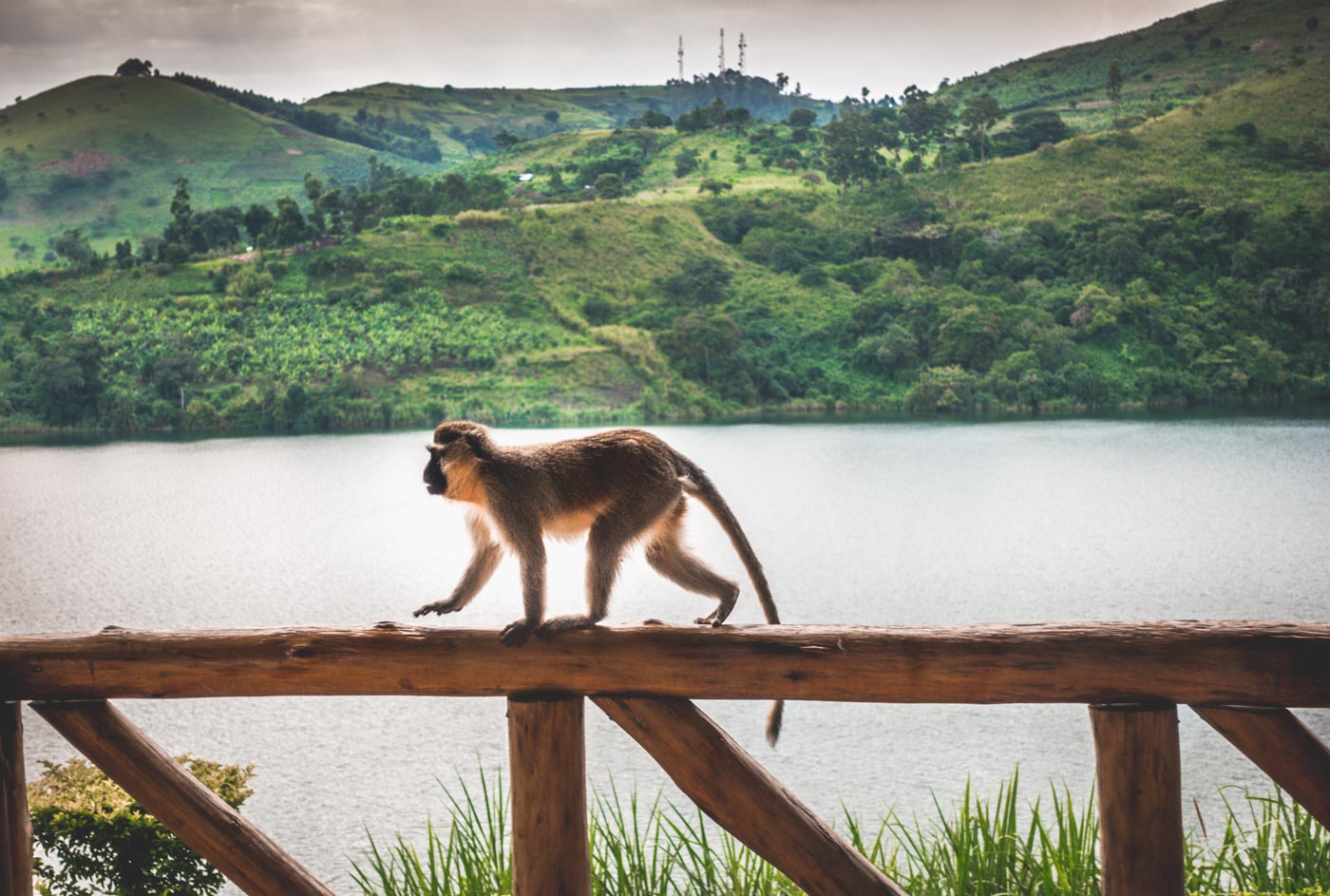 Friendly visitor at the Crater Safari Lodge in Uganda