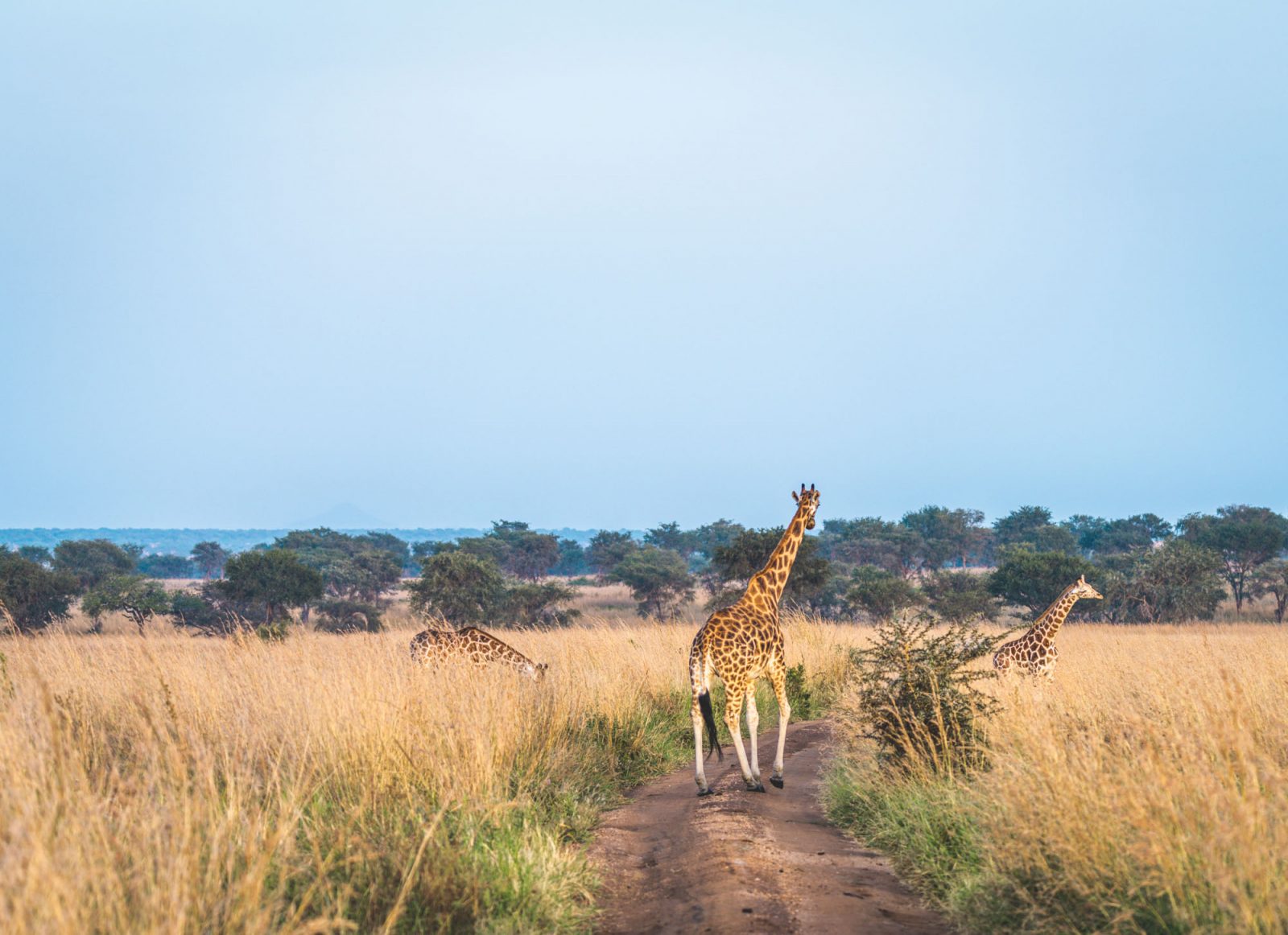 Africa Uganda Kidepo giraffe 8674