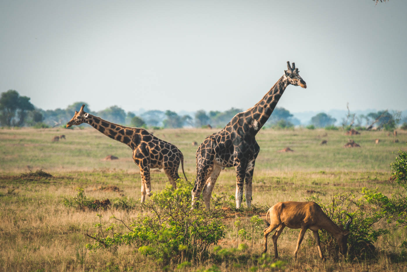 Giraffes at the Murchison Falls National Park, Western Uganda