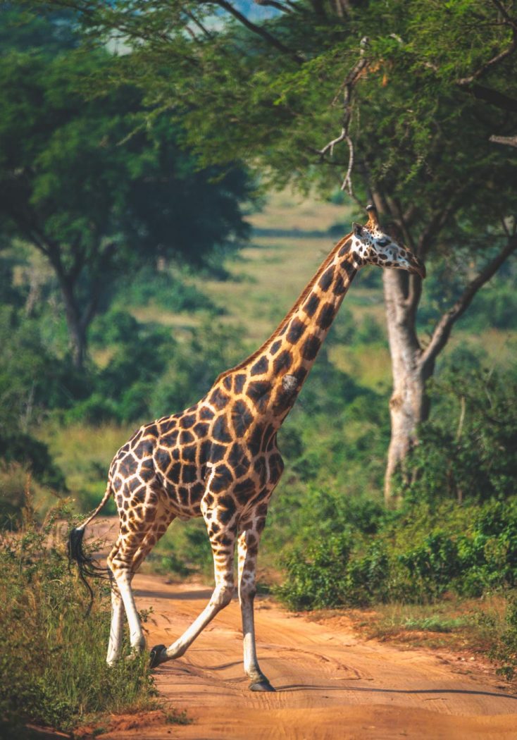Ultimate Uganda Safari and Other Things to Do in Uganda
