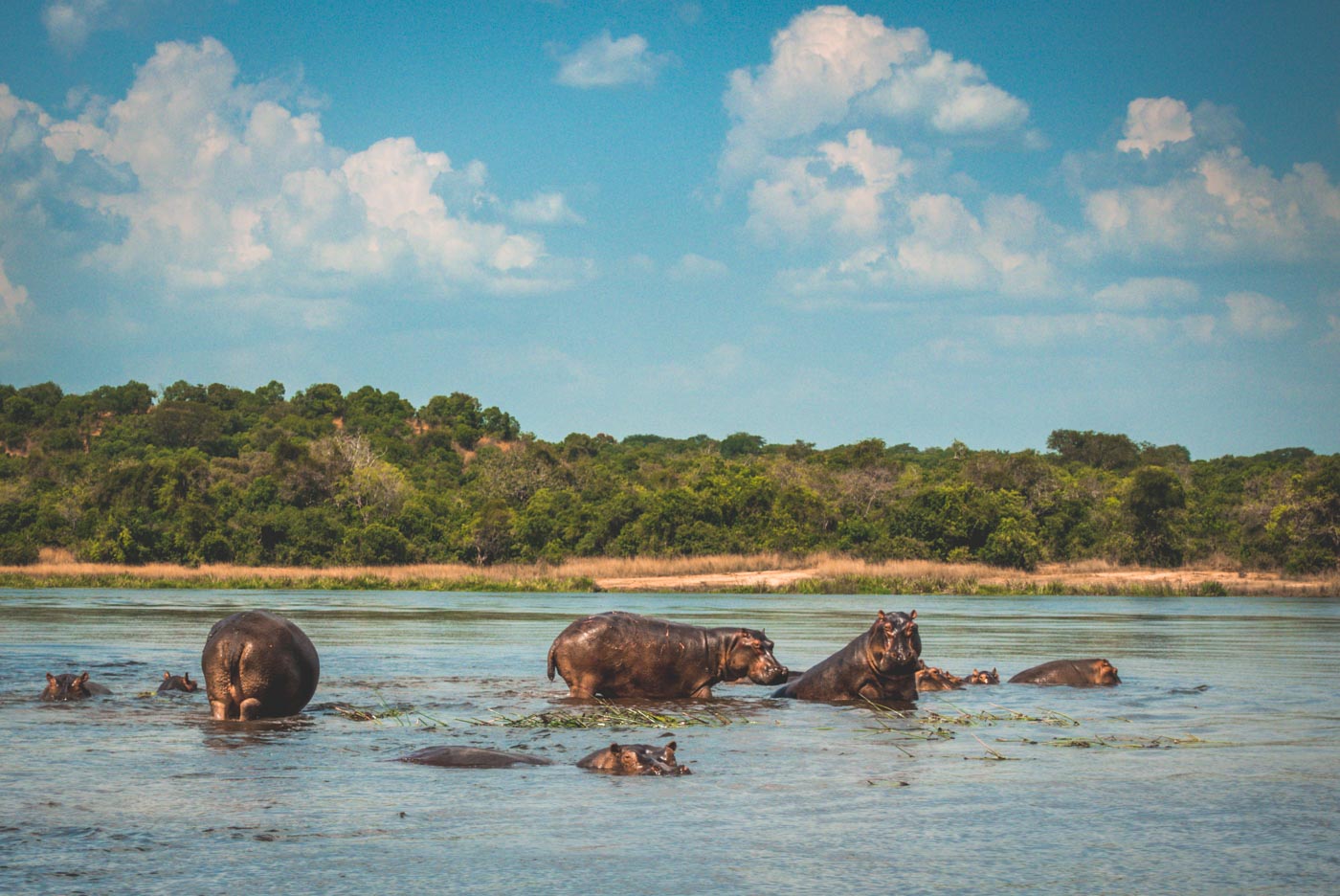 Africa Uganda Murchison hippos 04195