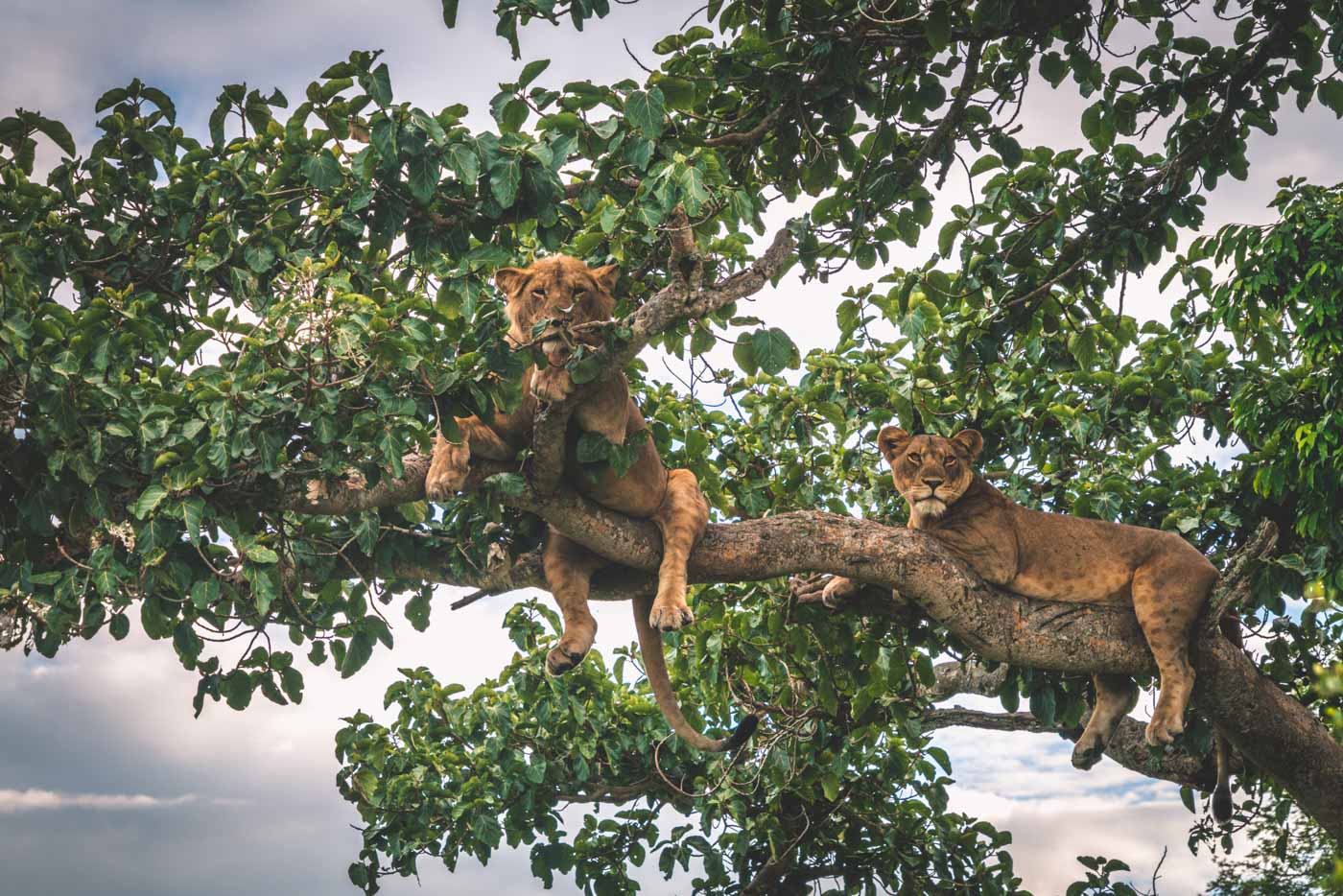 Tree climbing lions in Queen Elizabeth national Park