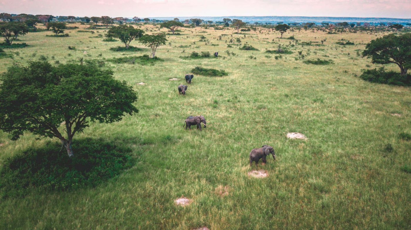 Elephants at the Queen Elizabeth National Park