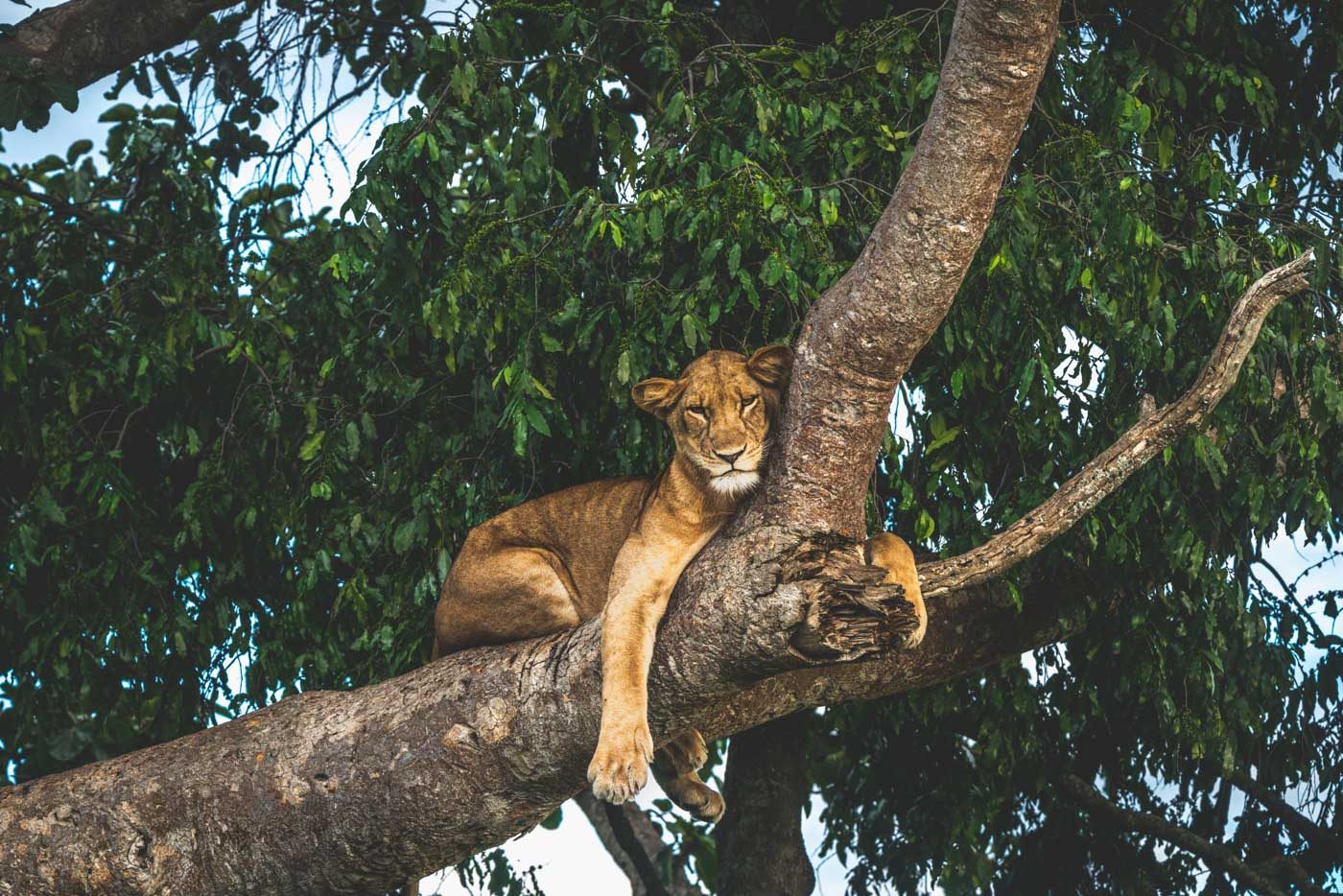 Tree climbing lion in Queen Elizabeth National Park, Uganda