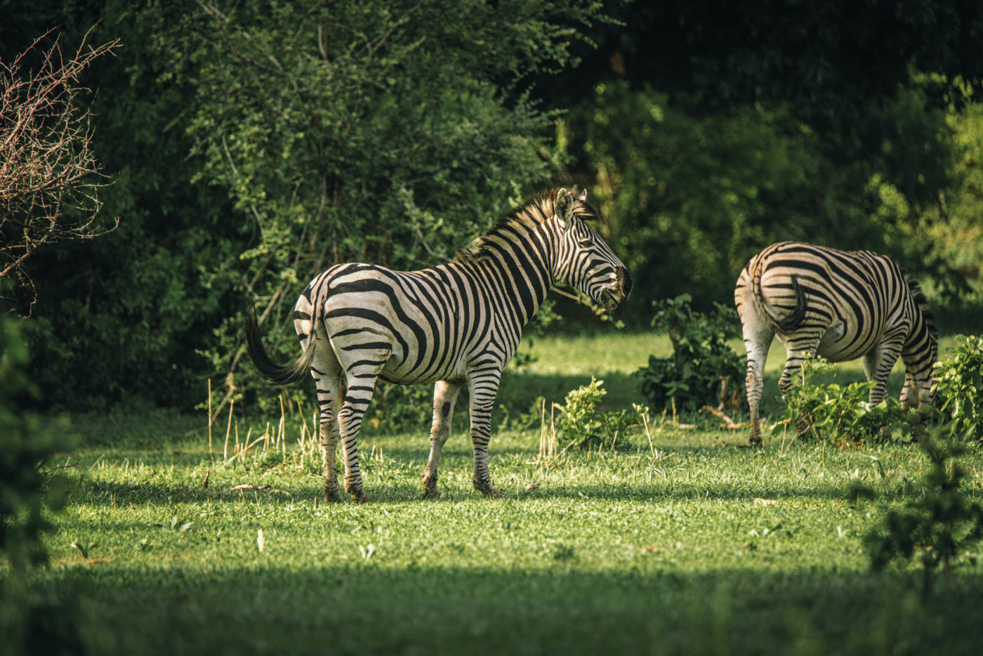 Africa Zimbabwe Tsowa Safari Island Zambezi National Park wildlife 06168