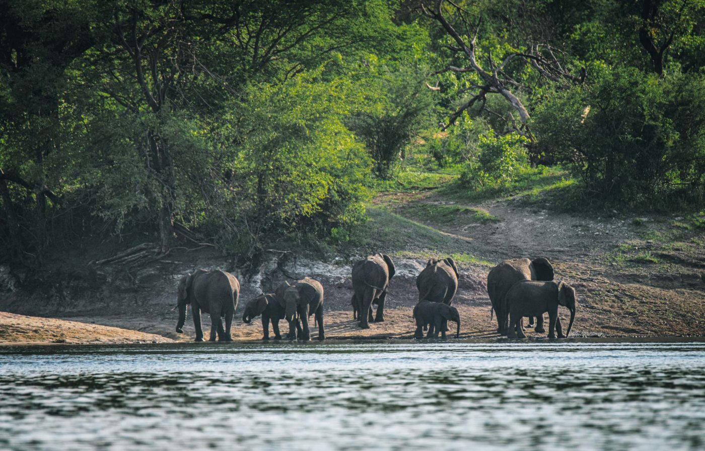 Africa Zimbabwe Tsowa Safari Island elephants 06010