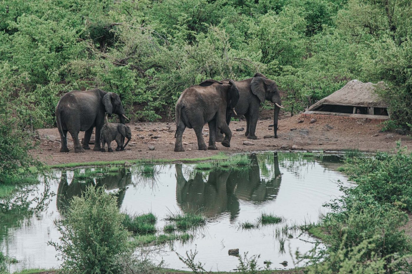 Africa Zimbabwe Victoria Falls Safari Lodge watering hole elephants 06446