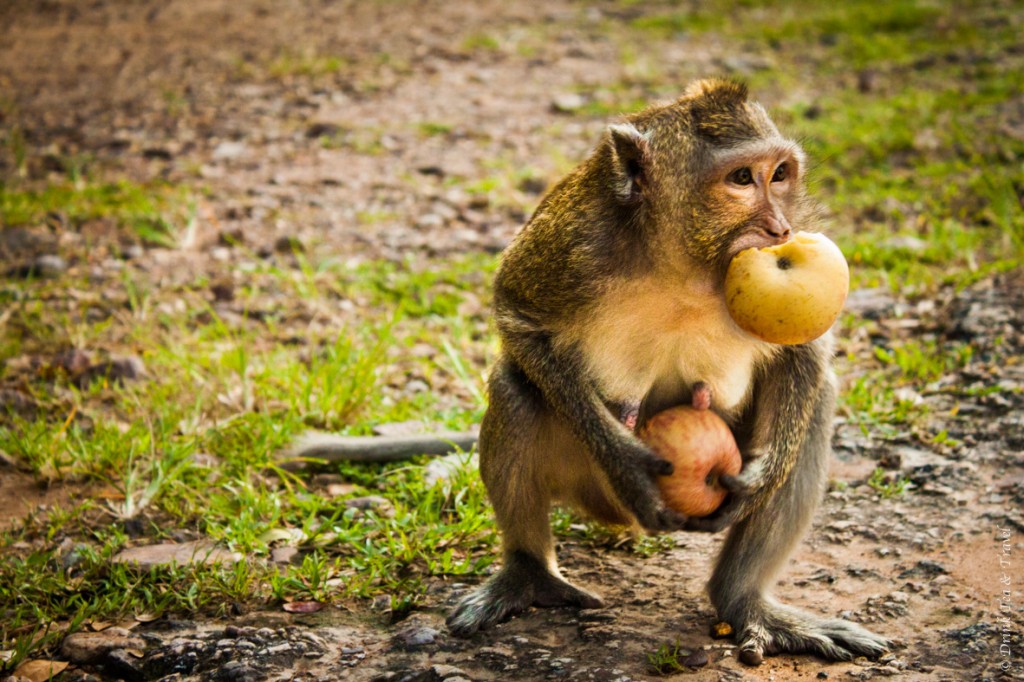 Monkey stealing tourists apples at Angkor Wat, Cambodia