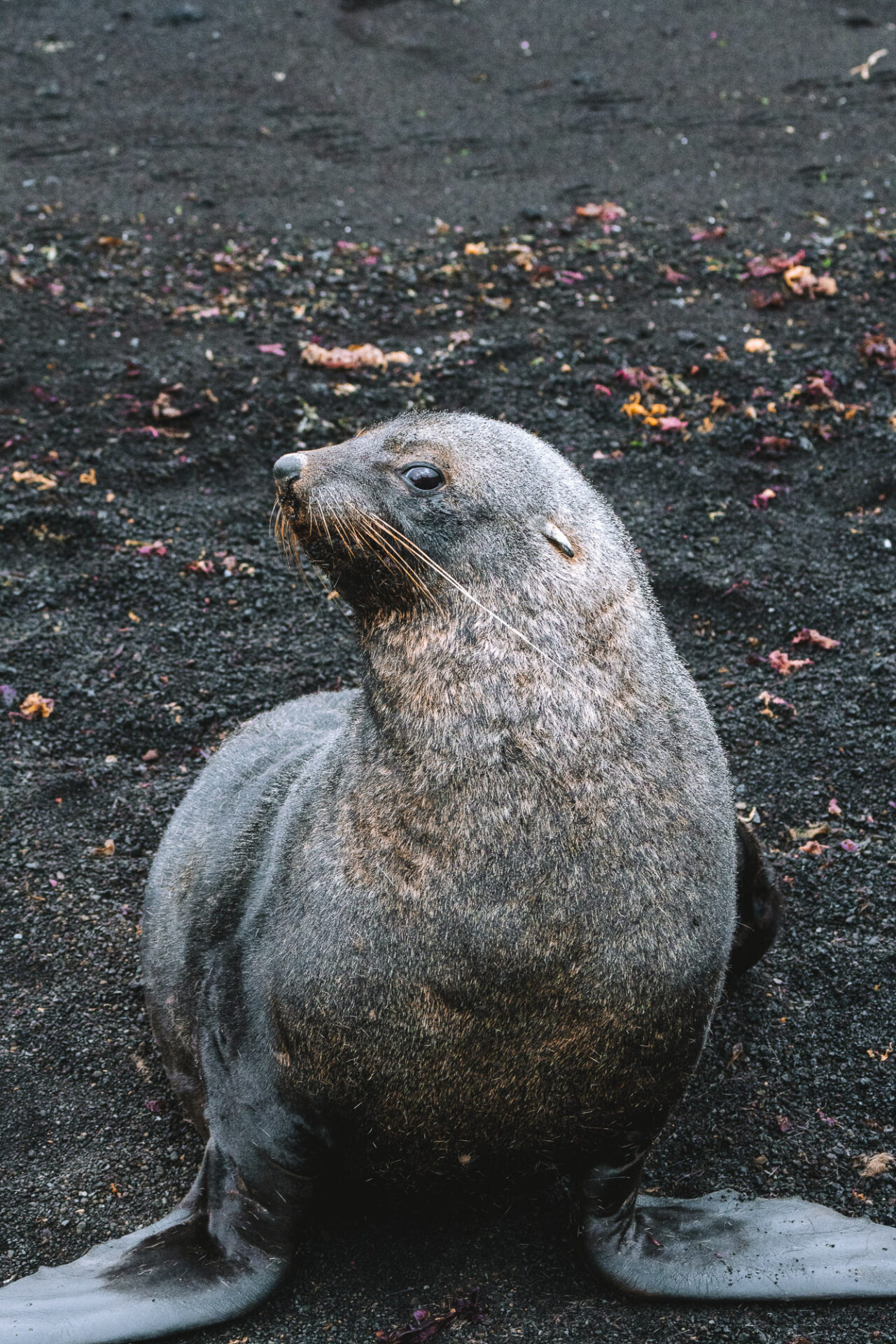 seal in Deception Island