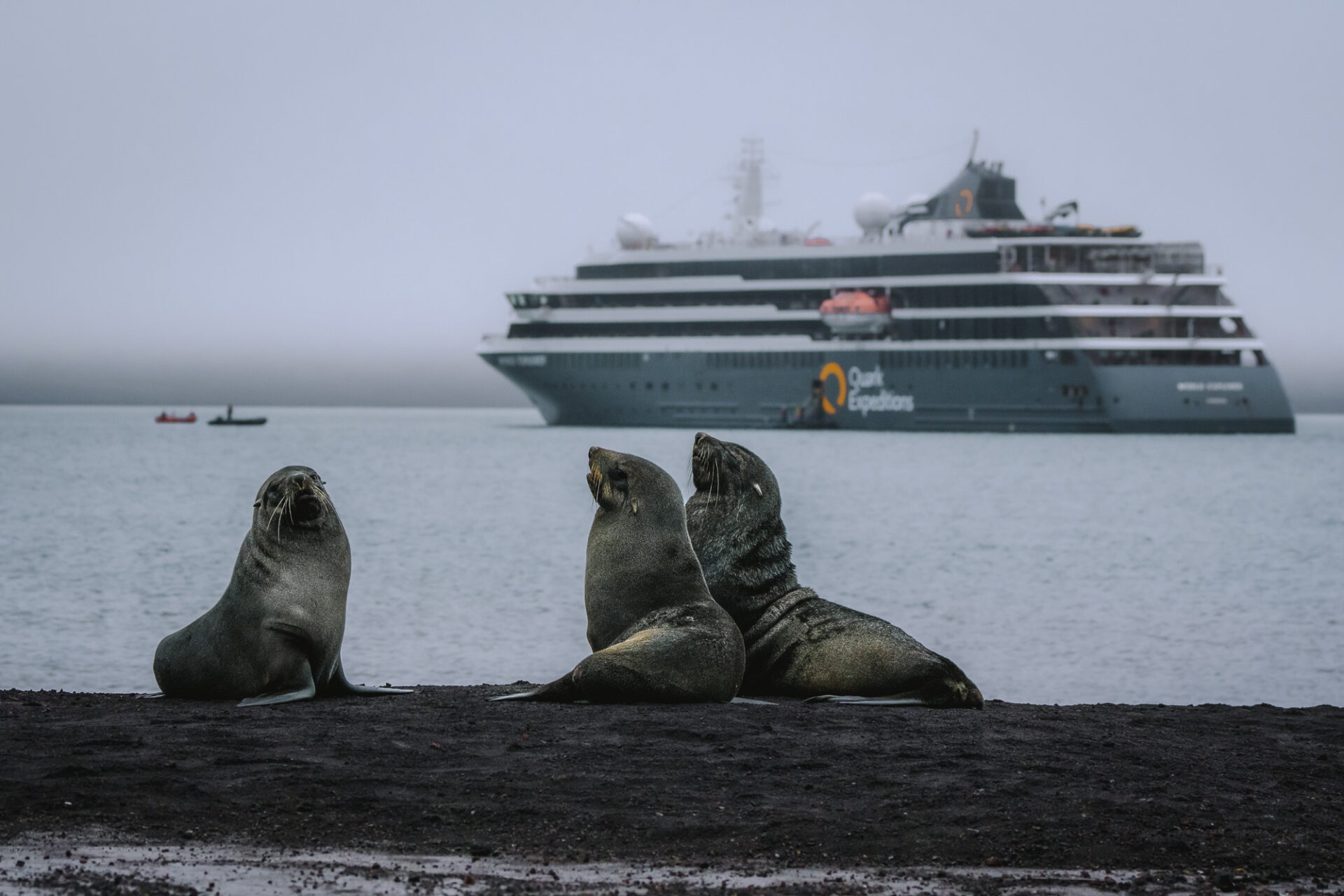 A group of seals on a beach with Quark Expeditions ship in the background