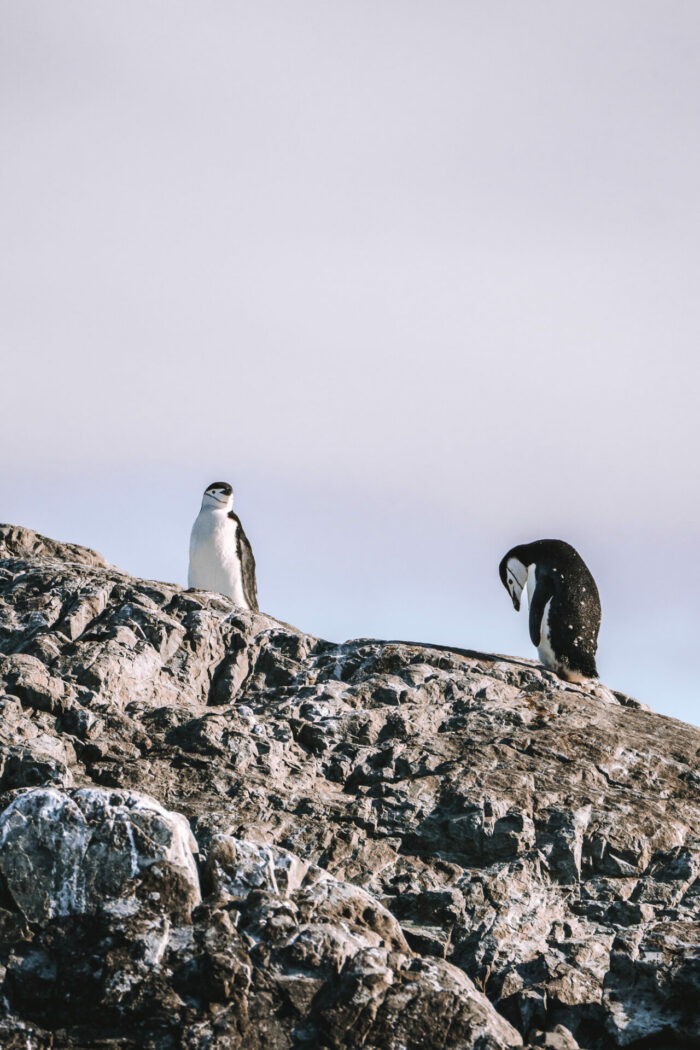 Chinstrap penguins spotted