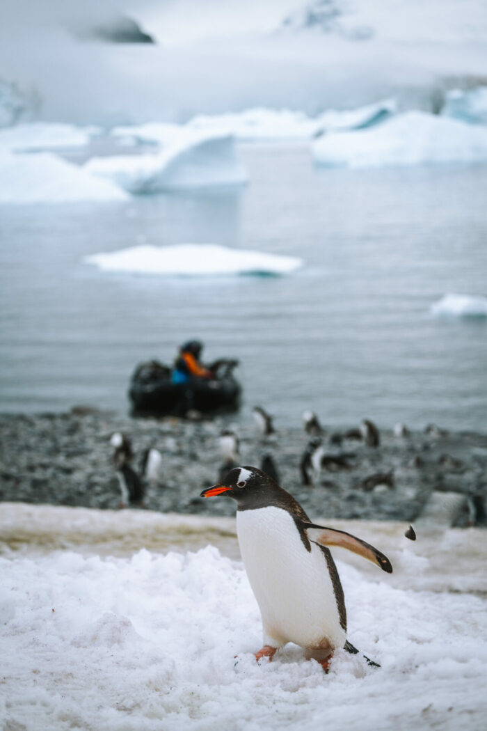 Penguin in Cuverville Island