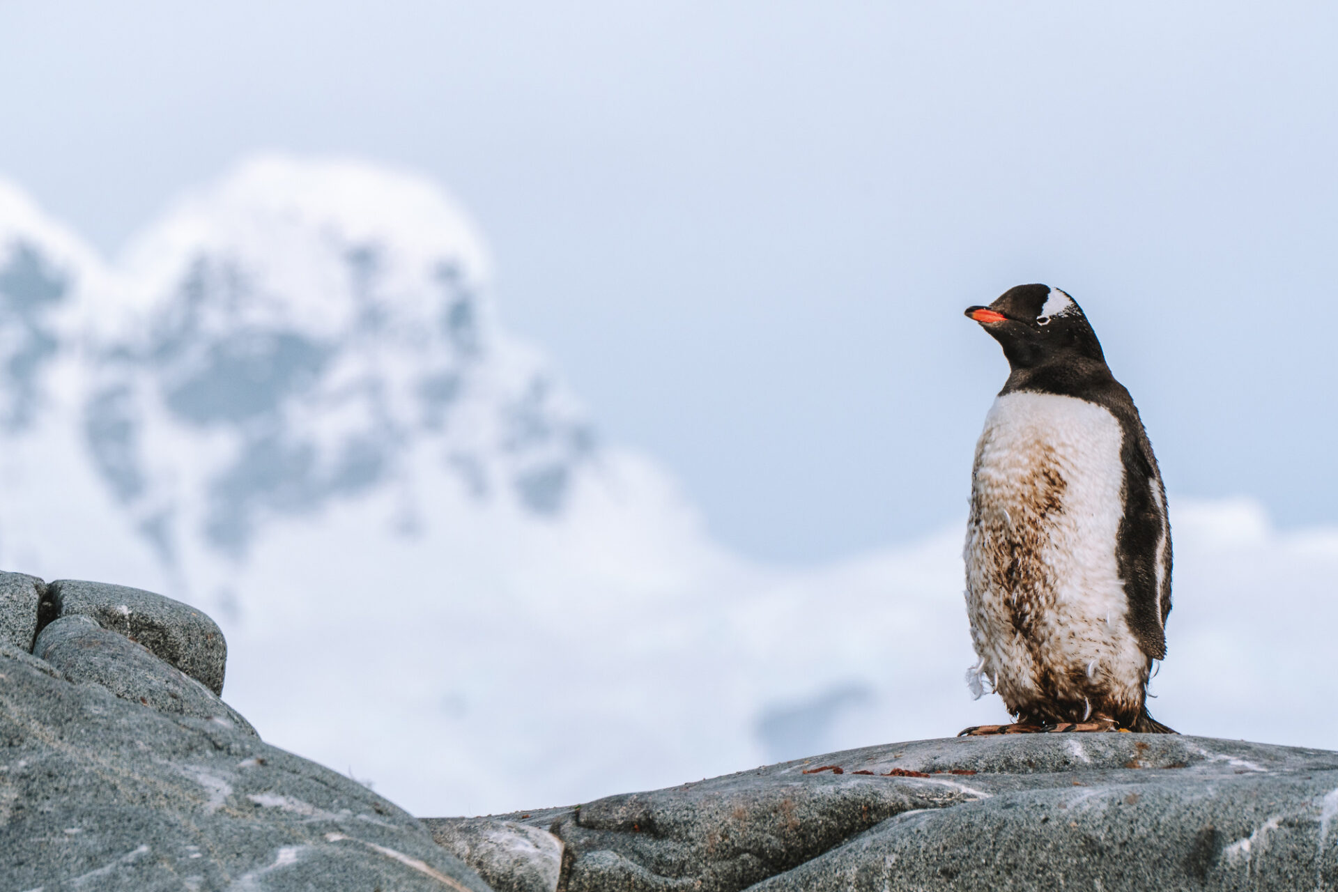 A baby penguin standing on a rock