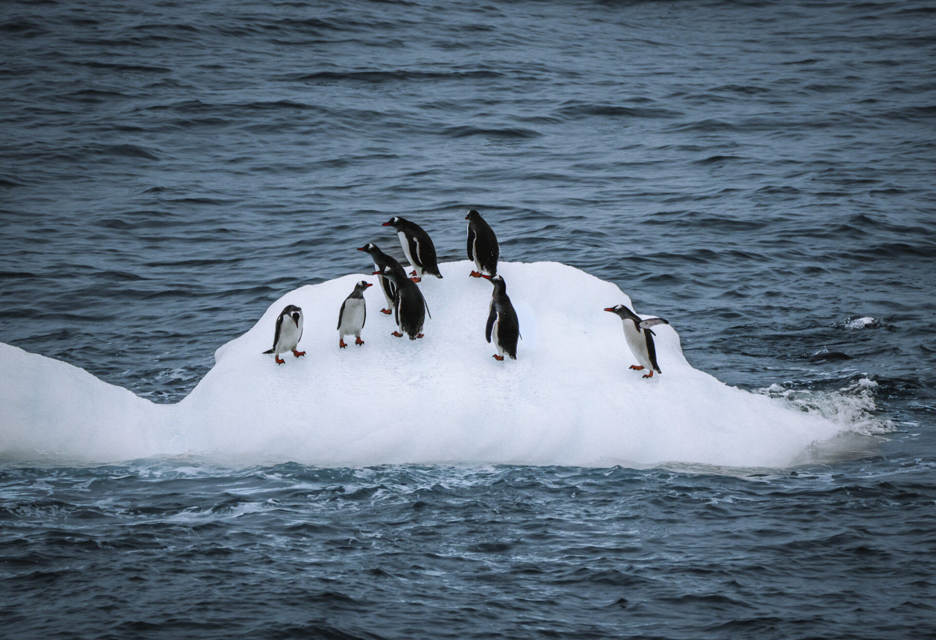 Spotting penguins on an iceberg