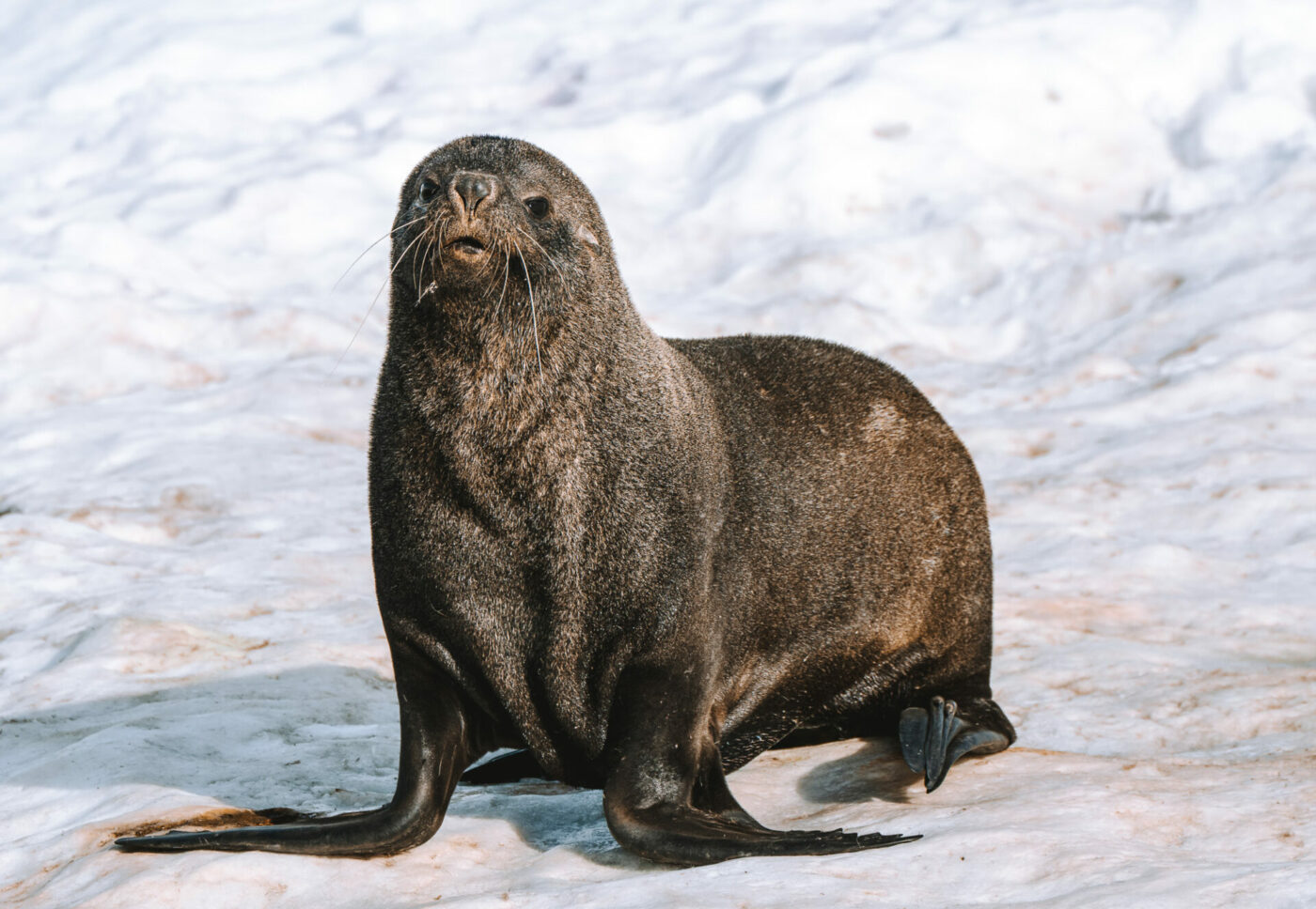 Sea lion in Antarctica