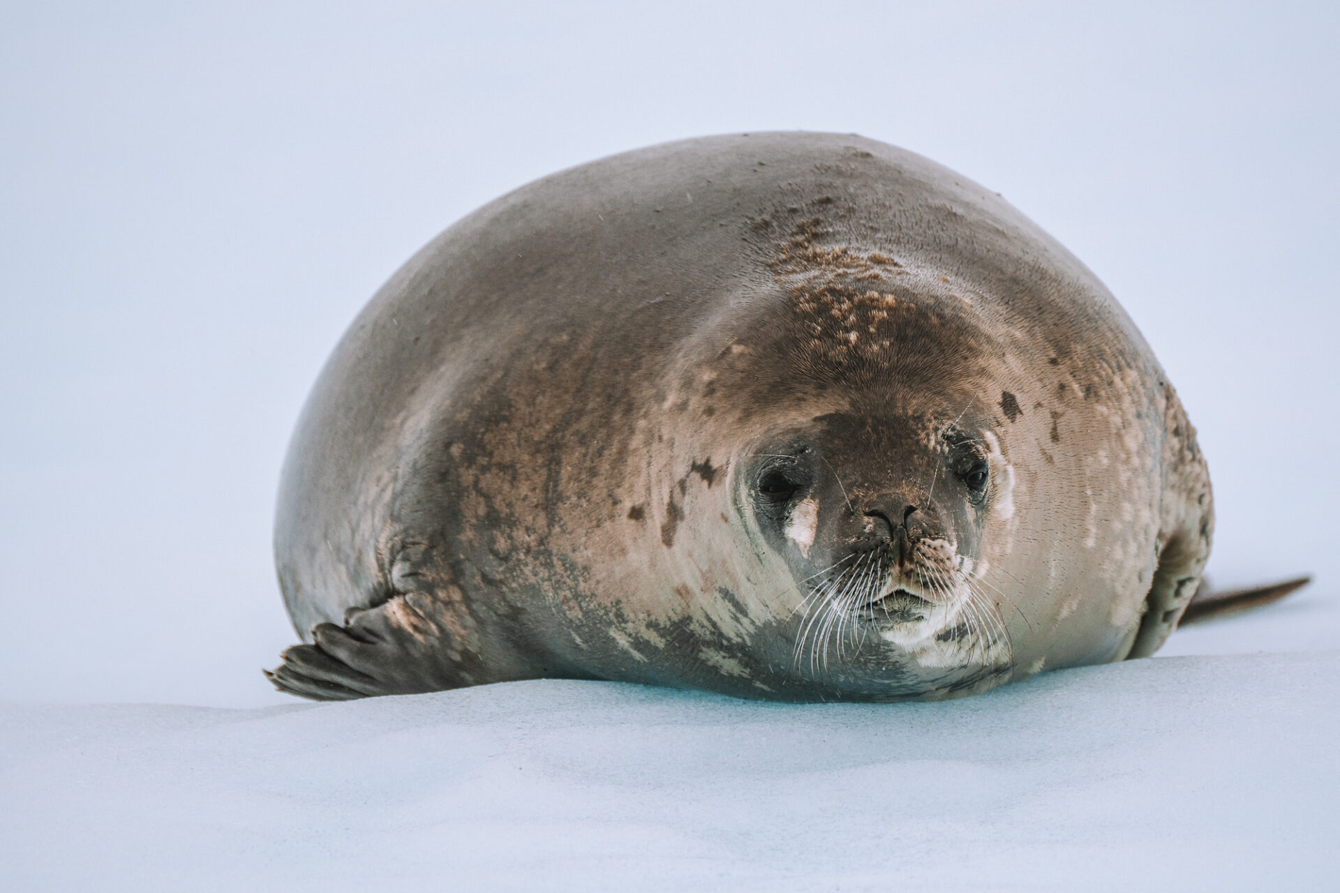 a seal lying on the snow