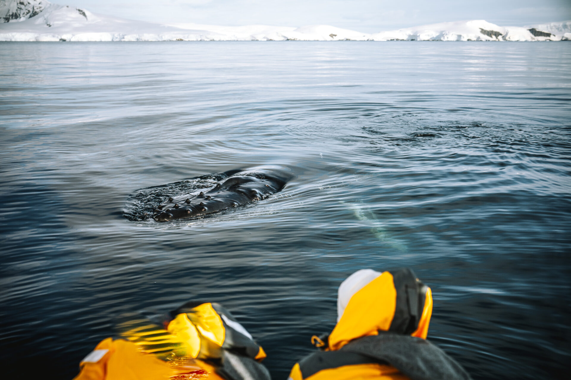 Antarctica whale-watching