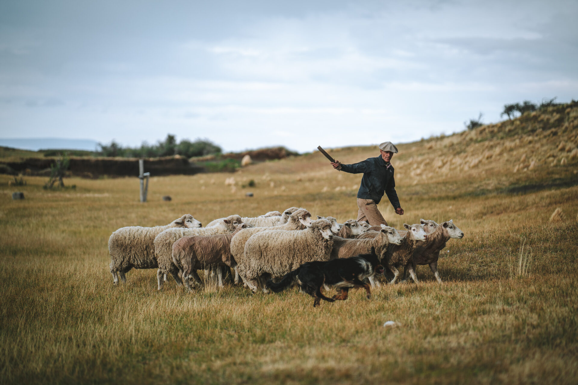 Sheep herding at El Galpon del Glaciar