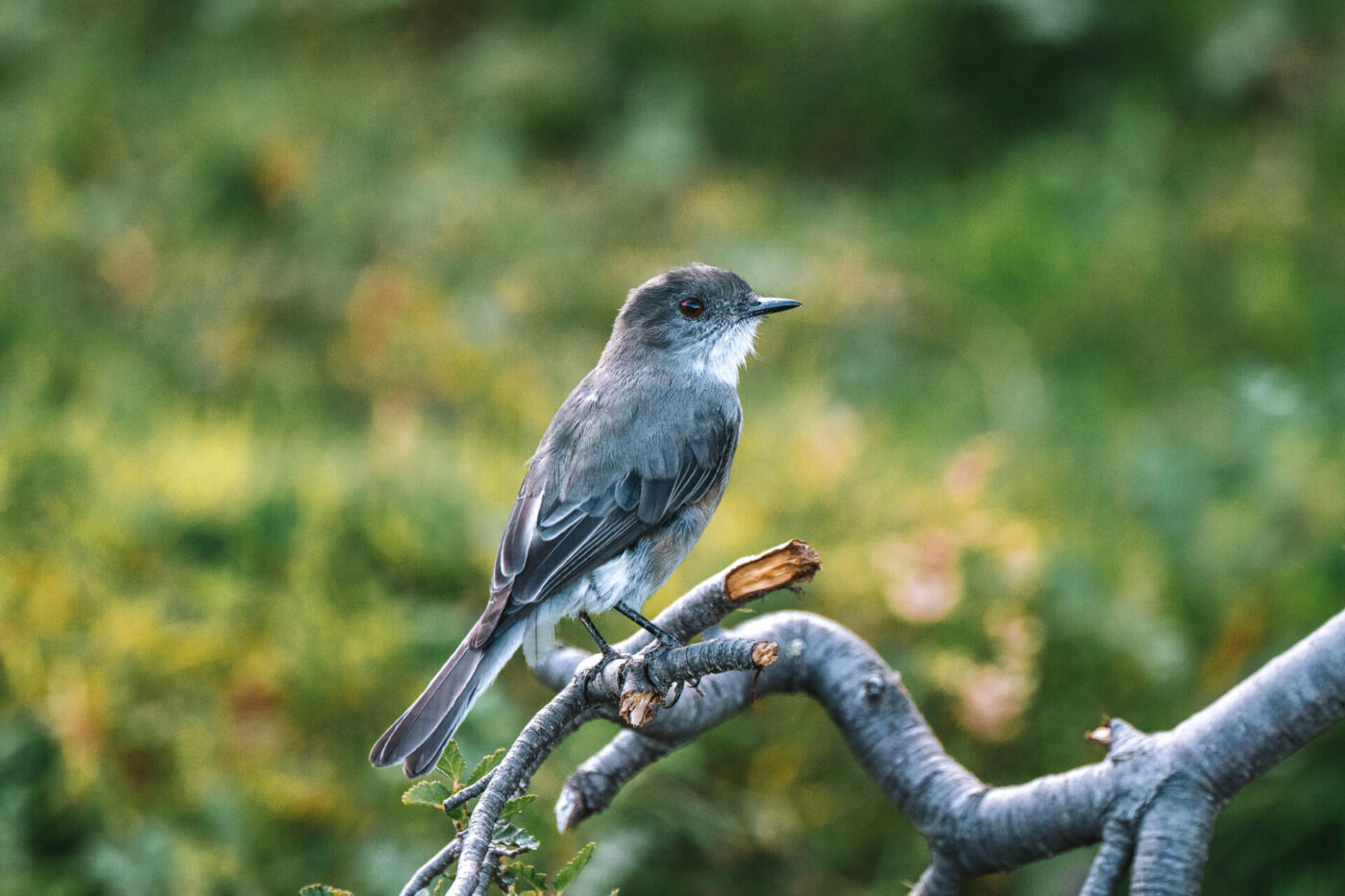 Bird species found in Tiera del Fuego National Park