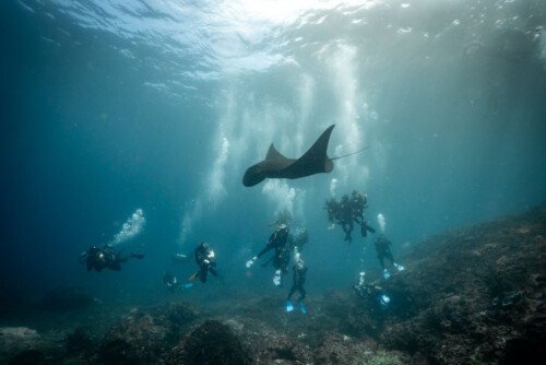 Guide to Diving in Bali