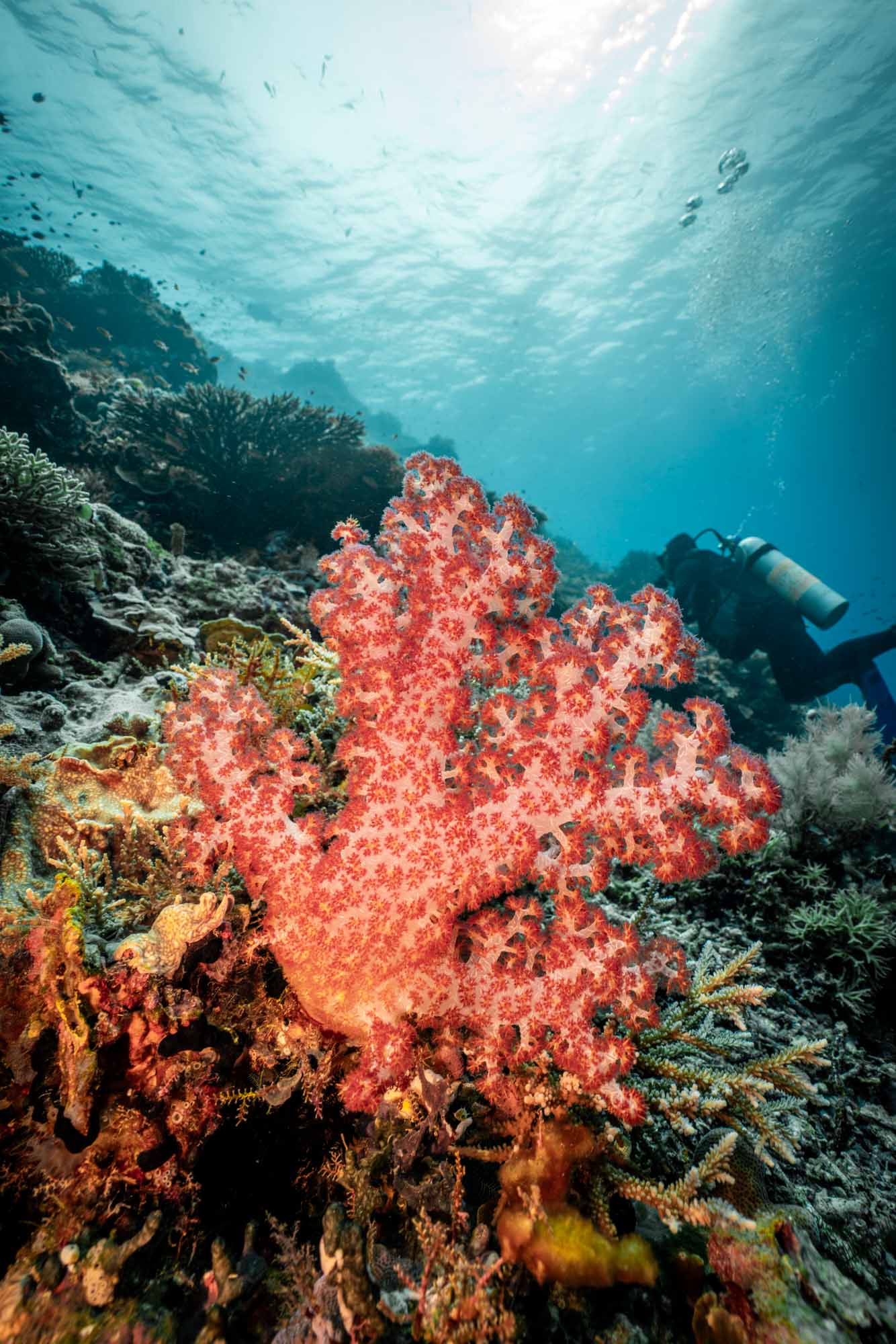 Asia Indonesia Raja Ampat Papua Paradise diving 00921