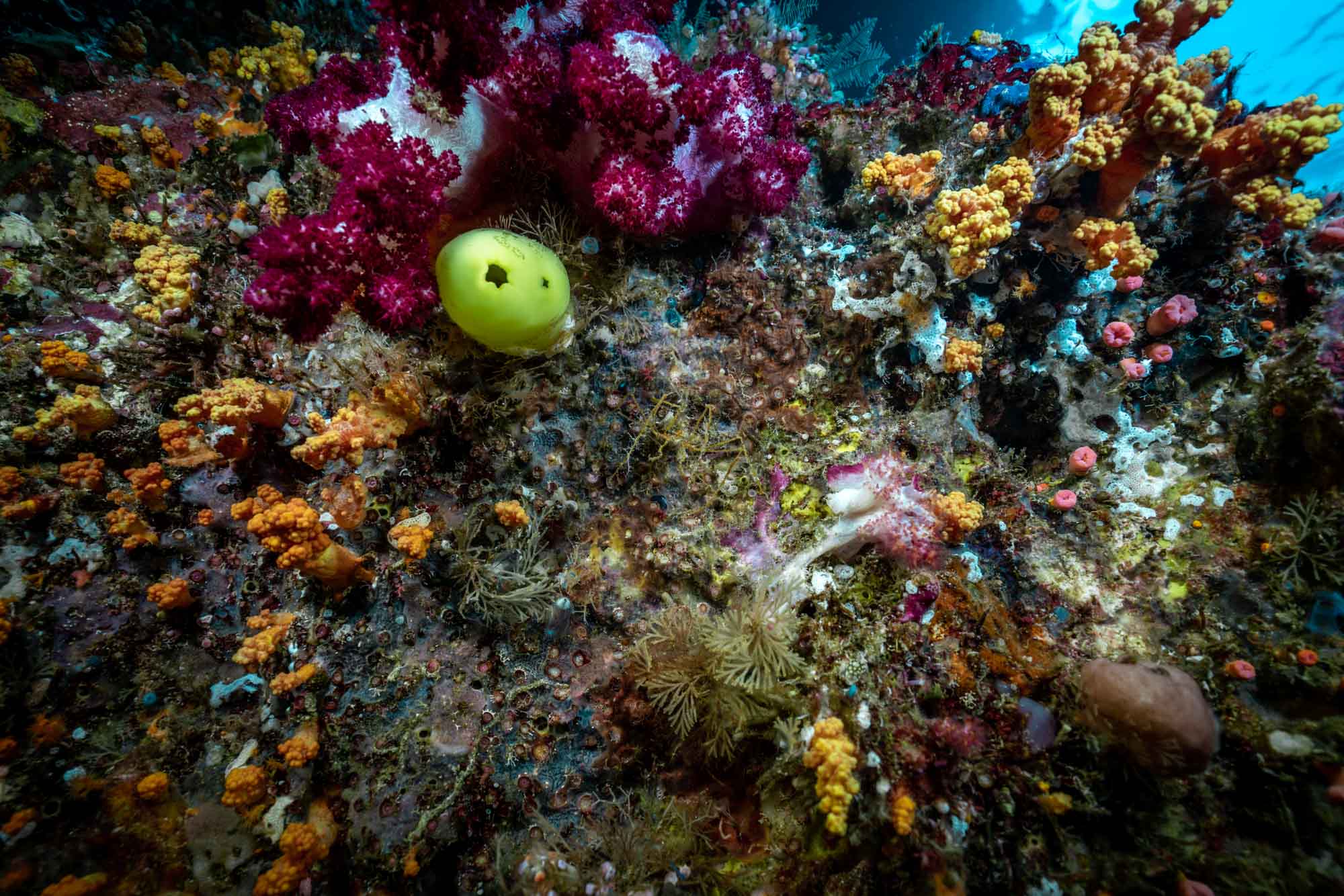 Asia Indonesia Raja Ampat Papua Paradise diving 01455